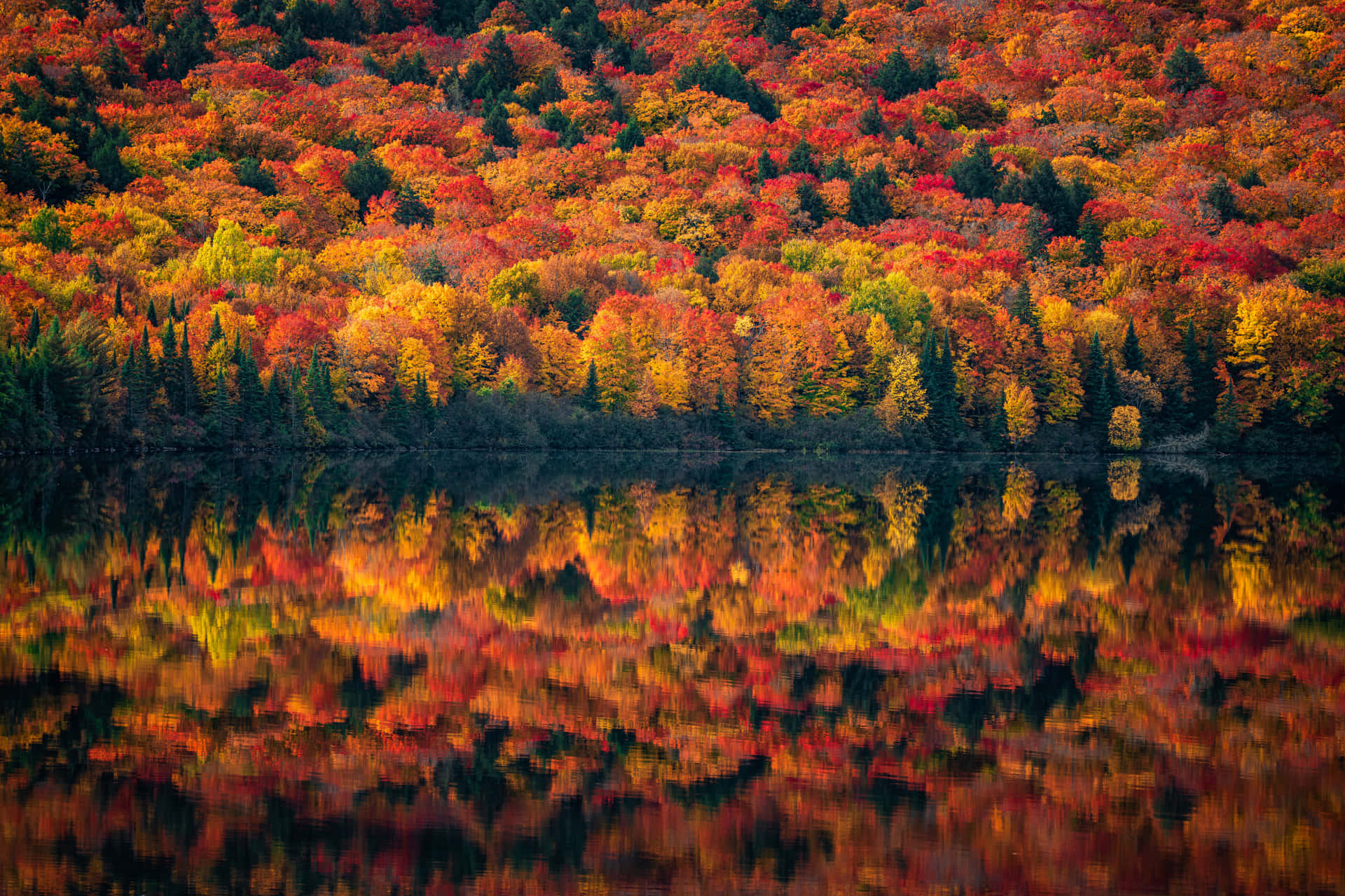 Nyd en fredelig gåtur i efteråret skoven. Wallpaper