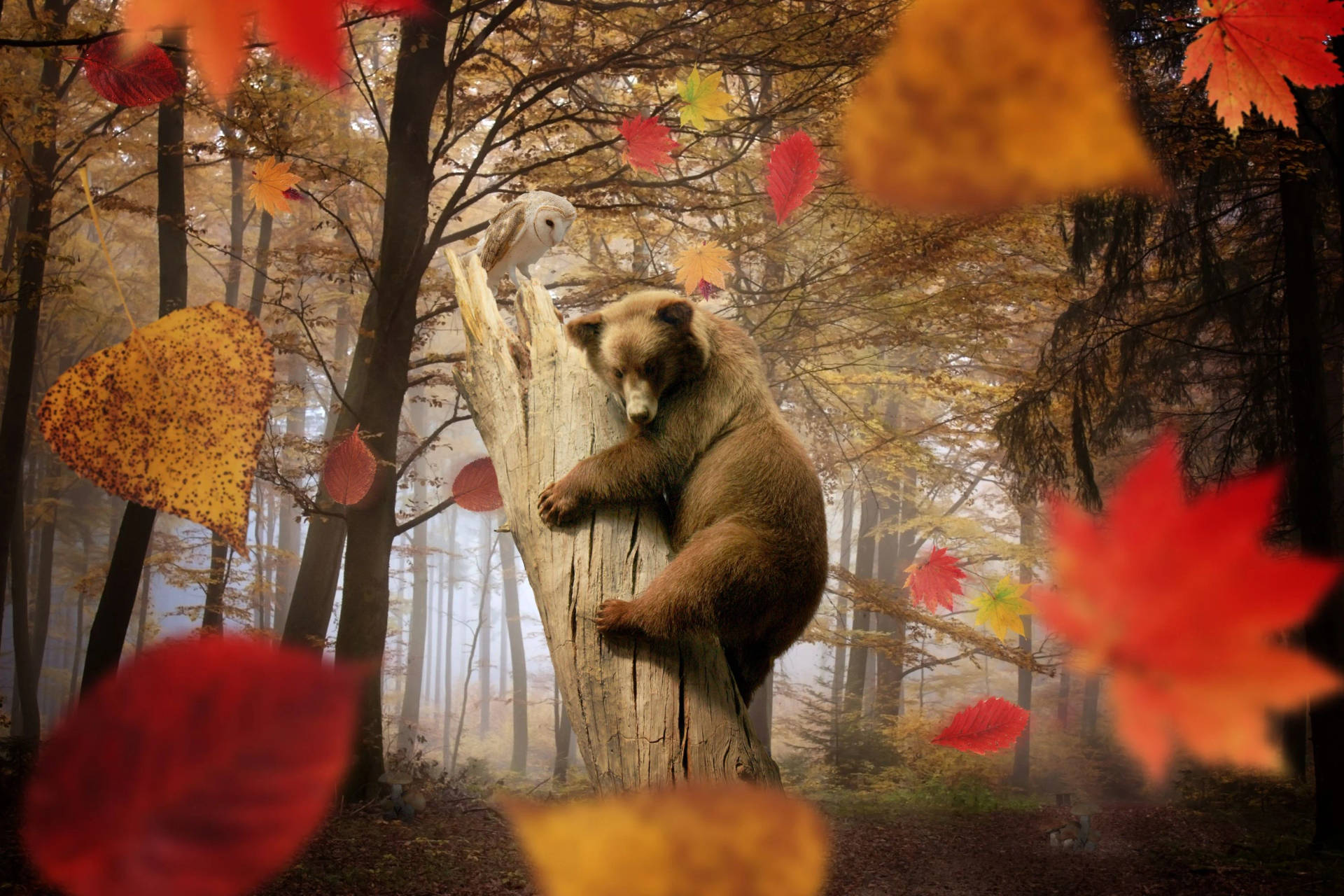 Fall Season Bear In Tree Wallpaper