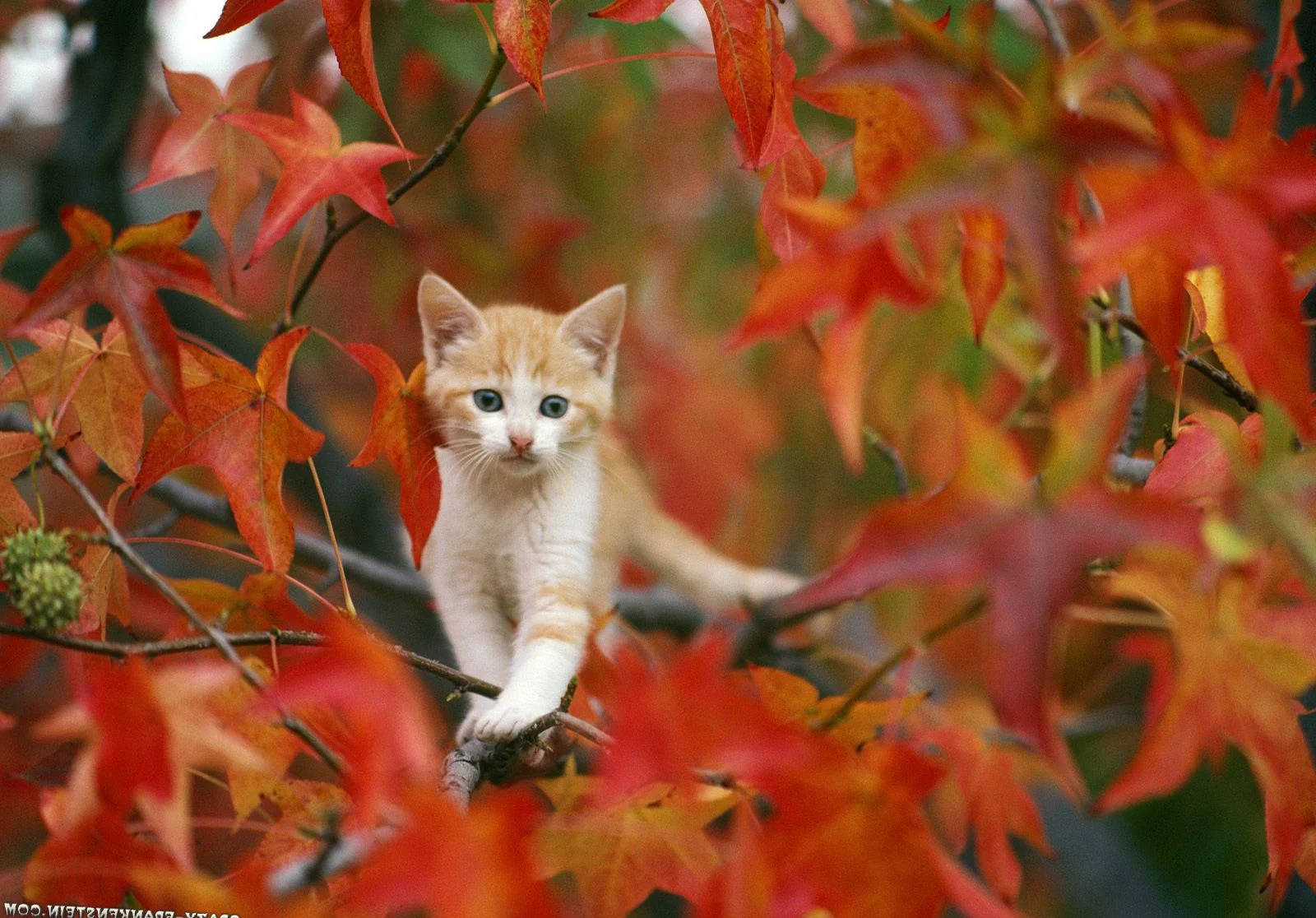 Fall Season Cat In A Tree Wallpaper