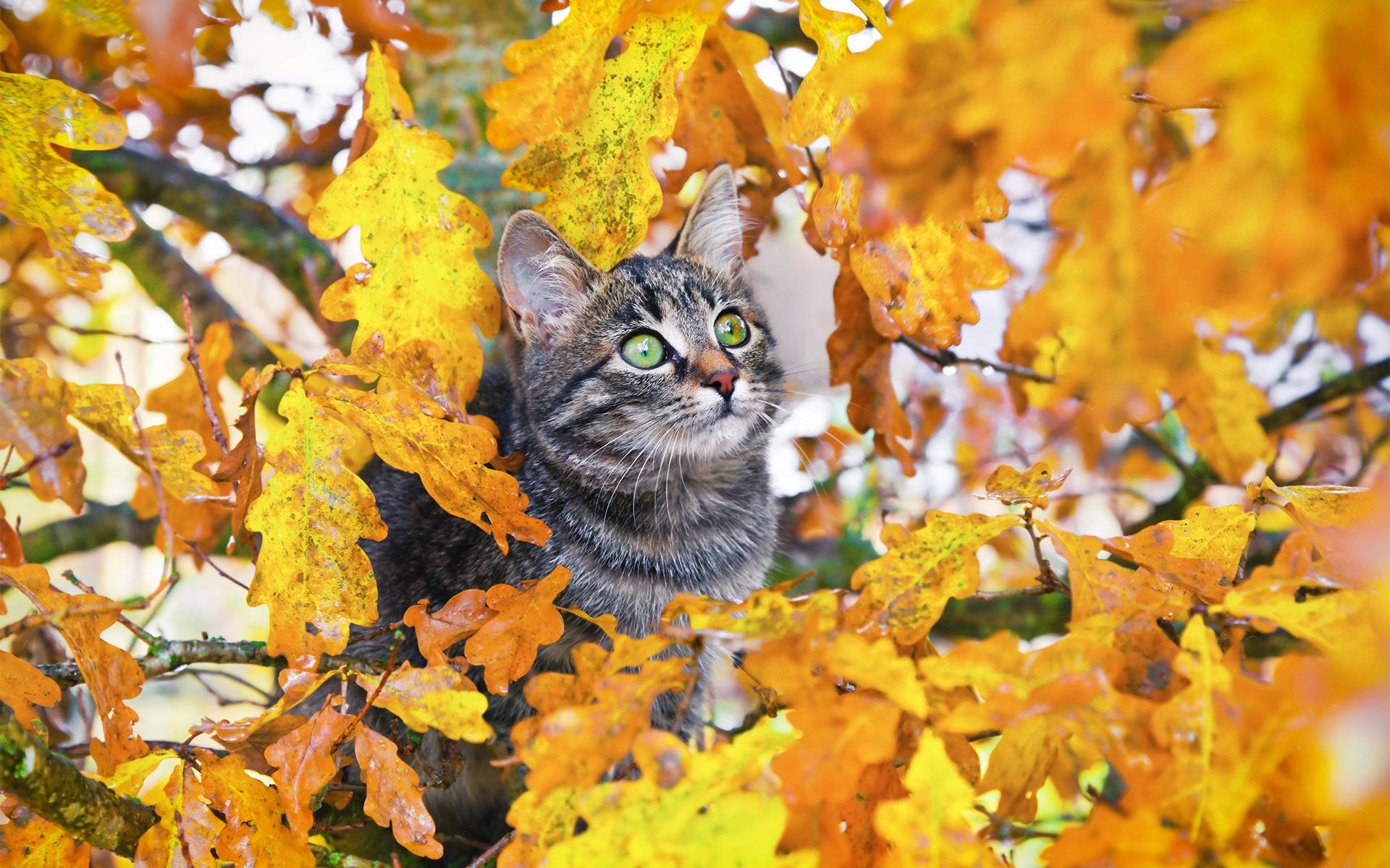 Herbstlichekatze Im Baum Wallpaper