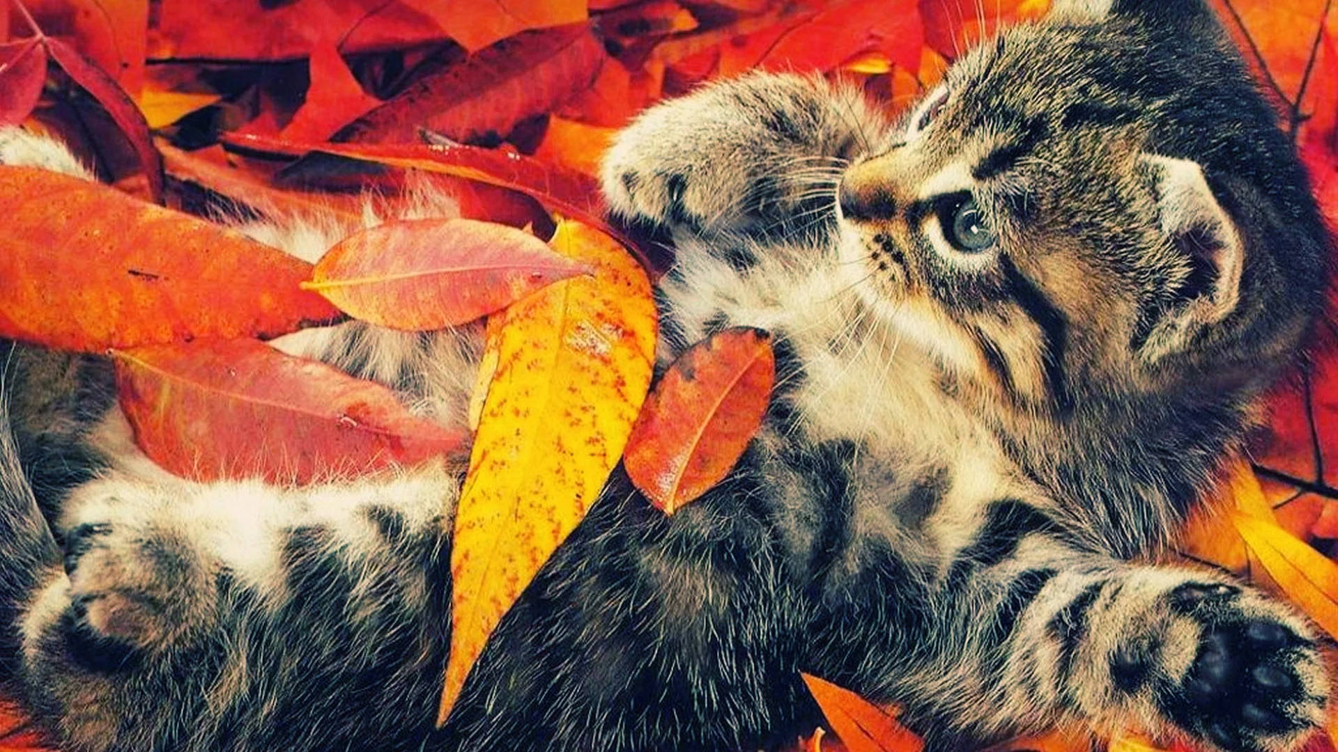 Fall Season Cat With Dried Leaves Wallpaper
