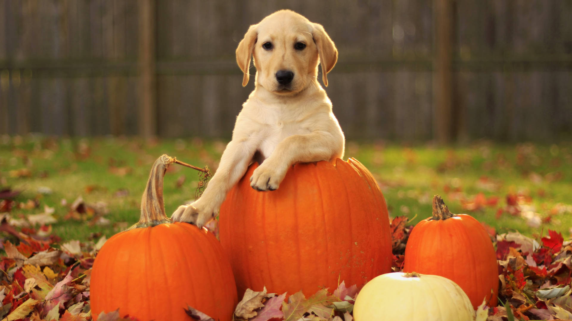 Fall Season Dog On A Pumpkin Wallpaper