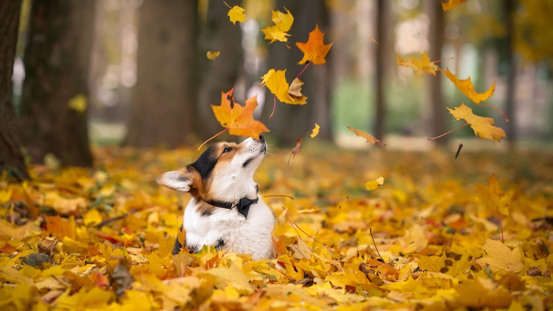Fall Season Dog With Falling Leaves Wallpaper