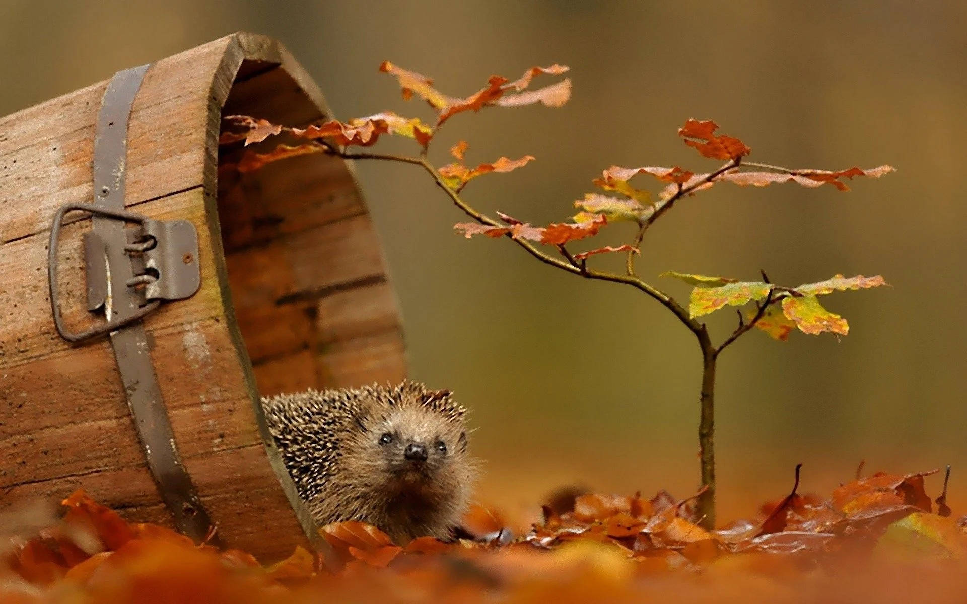 Fall Season Hedgehog Wallpaper