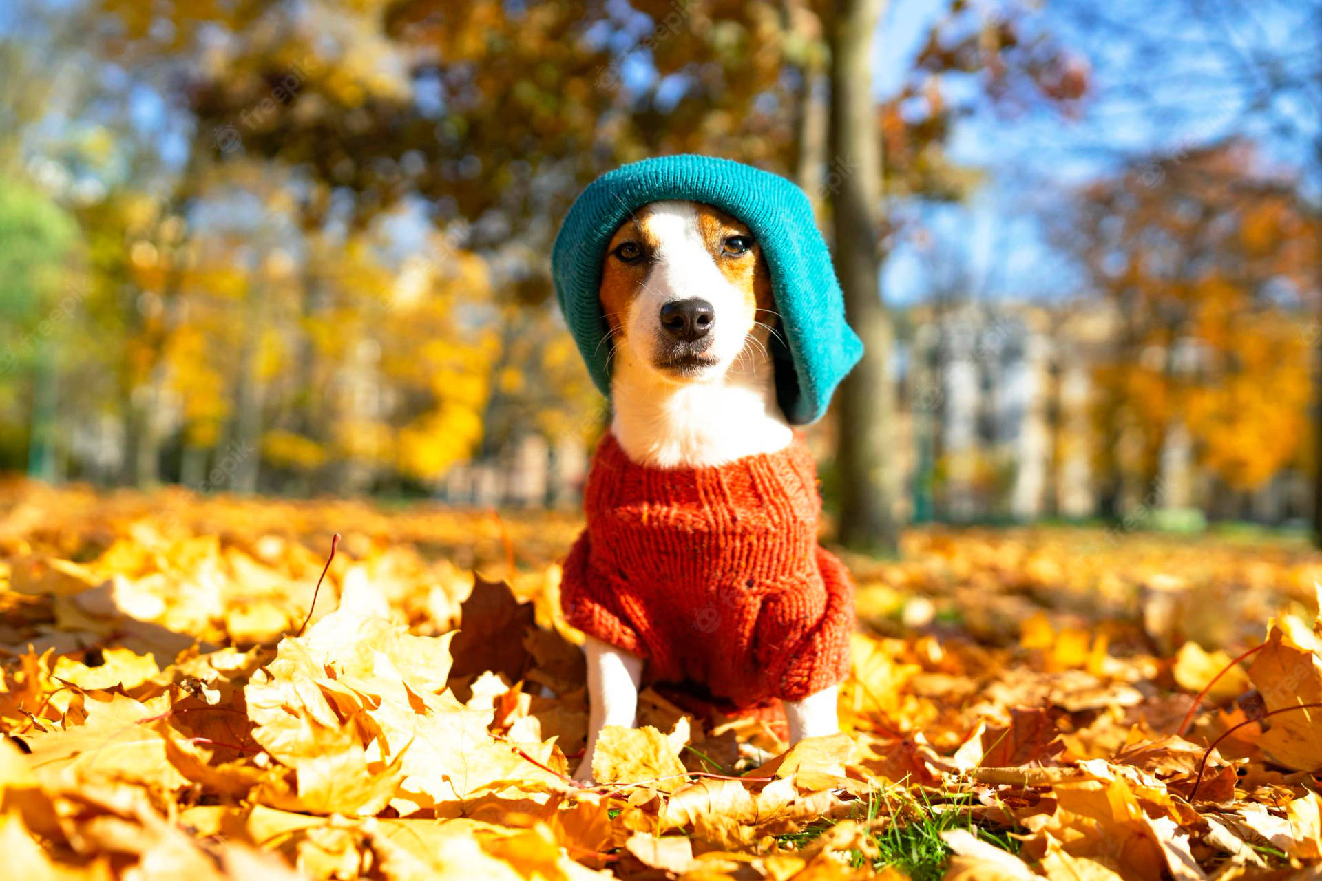Fall Season Leaves With Dog Wallpaper