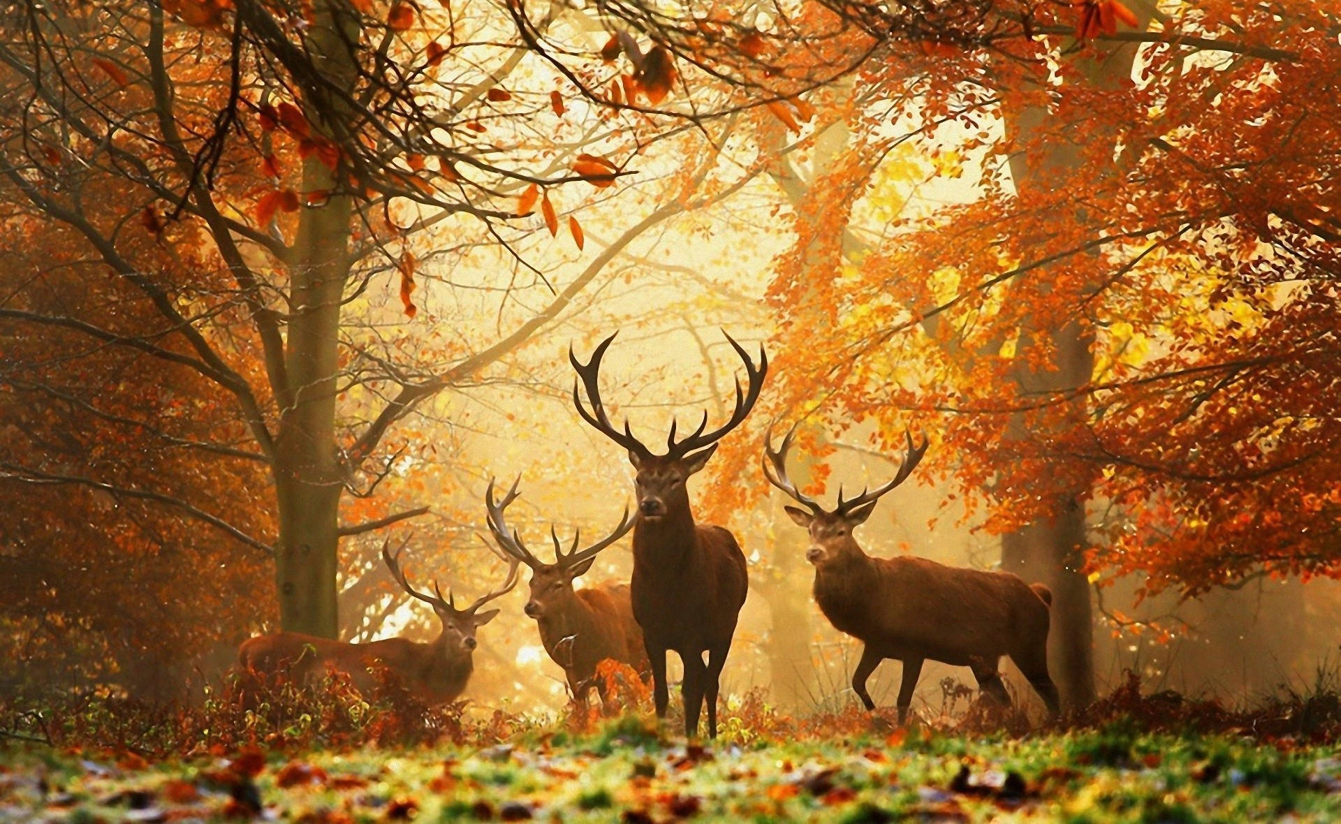 Fall Season Stags In Woods Artwork Wallpaper