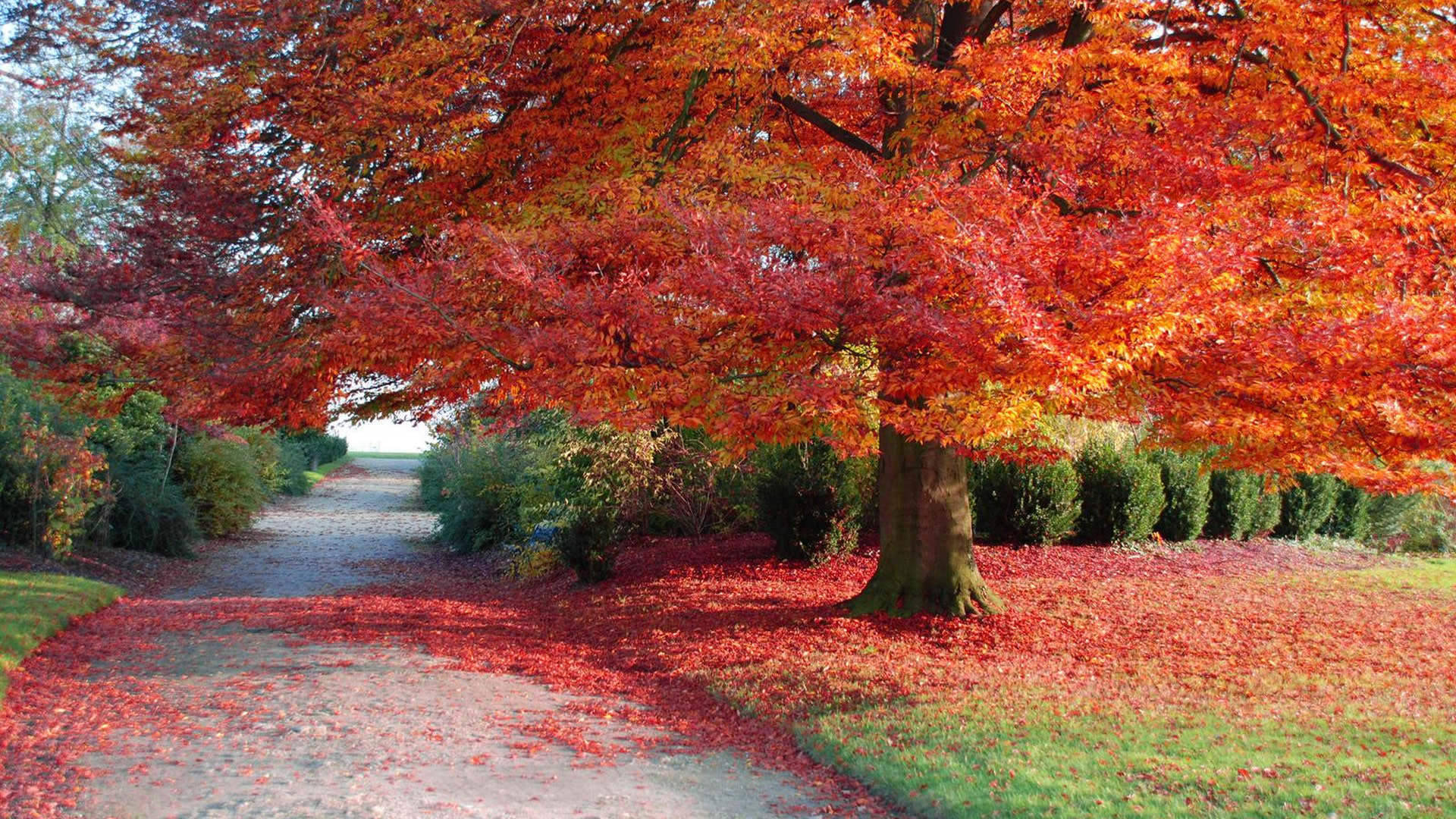 Fall Season Wilted Trees Wallpaper
