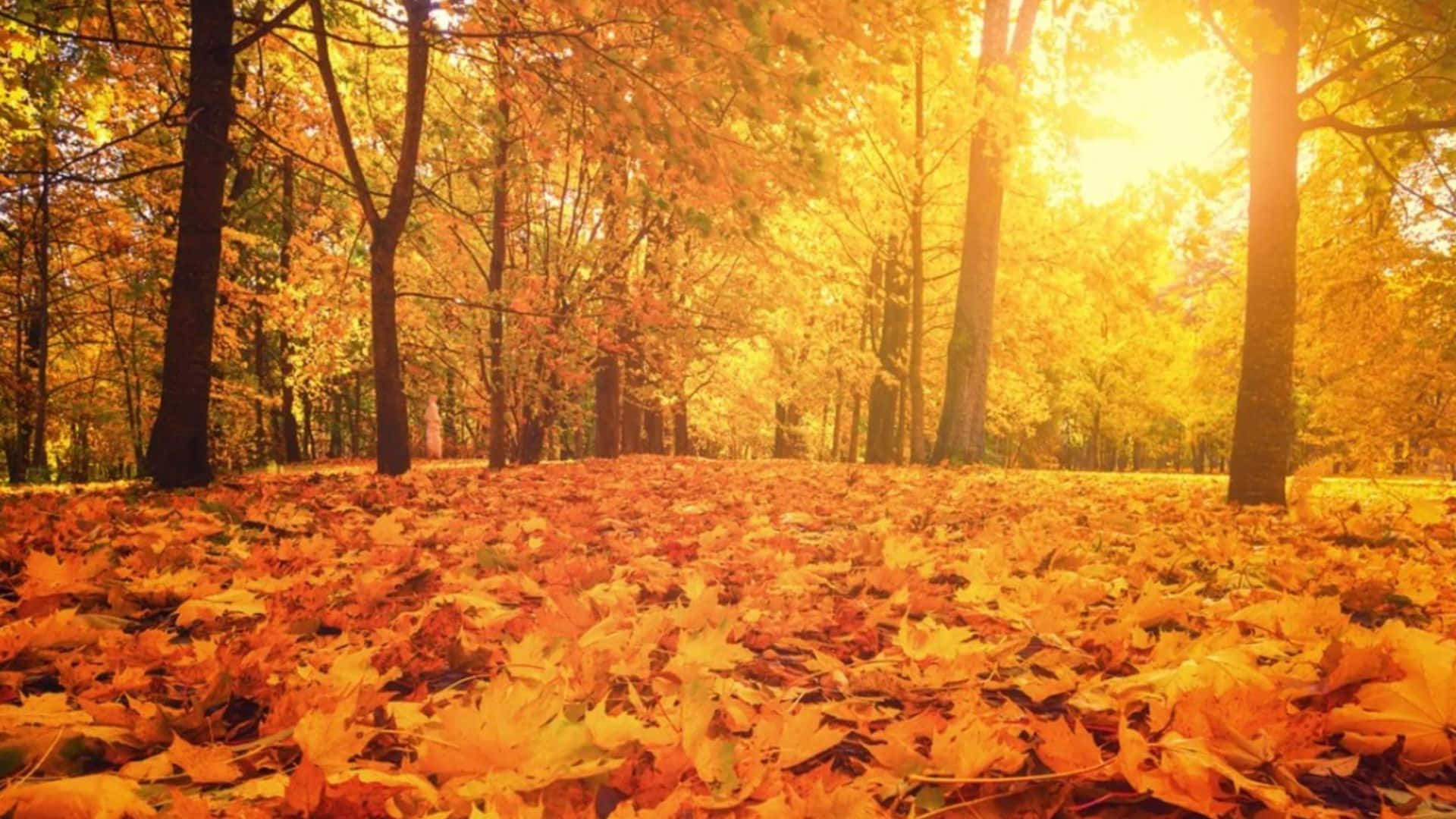 Beautiful fall sunrise with vibrant autumn colors Wallpaper