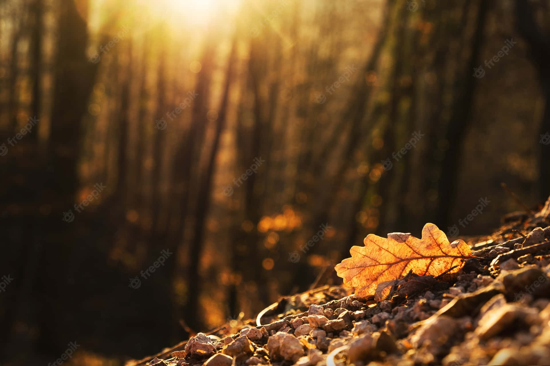Fall Sunset: A breathtaking landscape of trees and golden skies Wallpaper