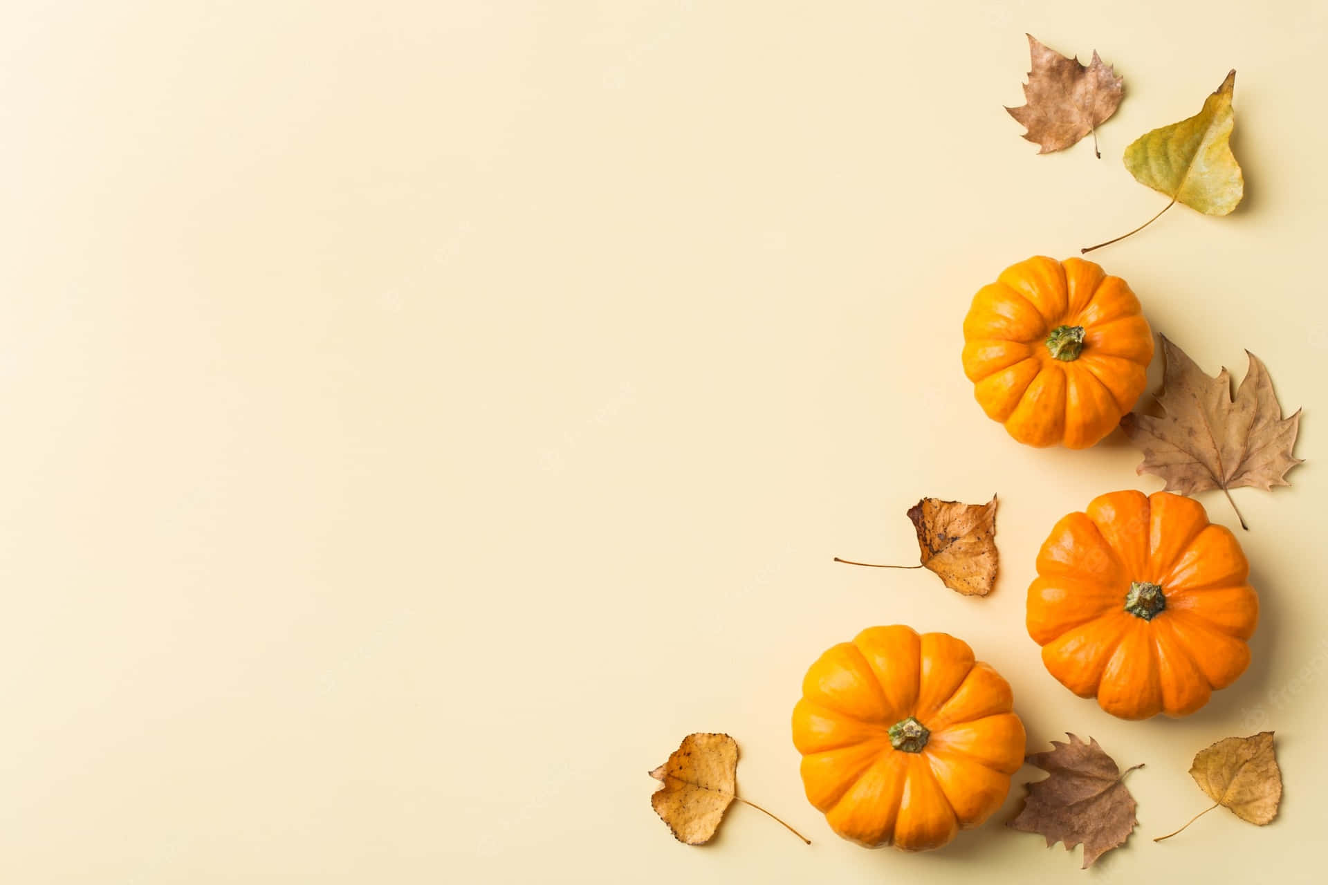 Pumpkin Fall Thanksgiving Wallpaper Wallpaper