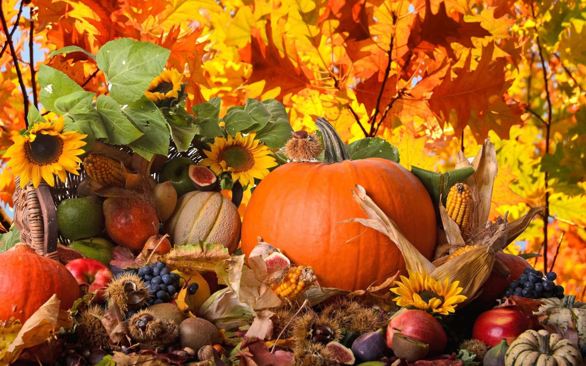Celebrate Fall And Thanksgiving With This Beautiful Backdrop Of Nature! Wallpaper