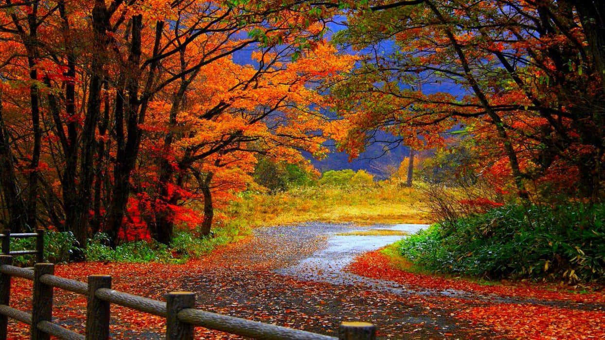 Captivating Autumn Foliage Wallpaper