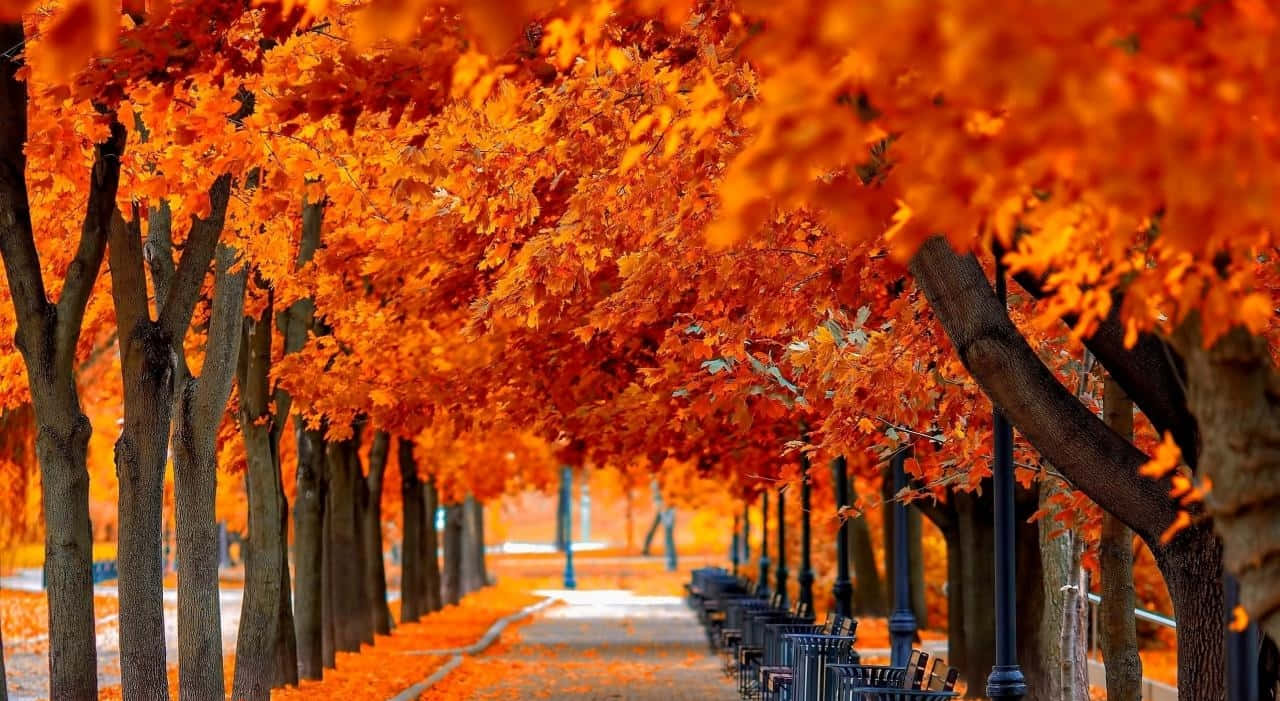 Vibrant Fall Trees in a Serene Landscape Wallpaper