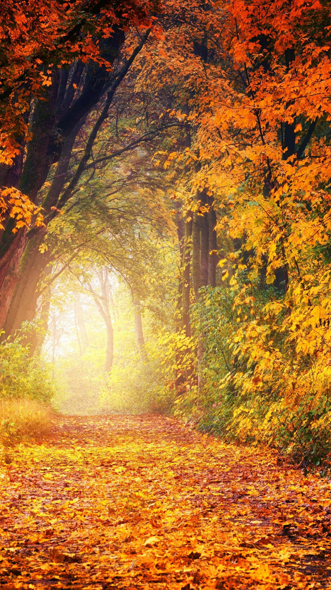 Enchanting Autumn Foliage Wallpaper