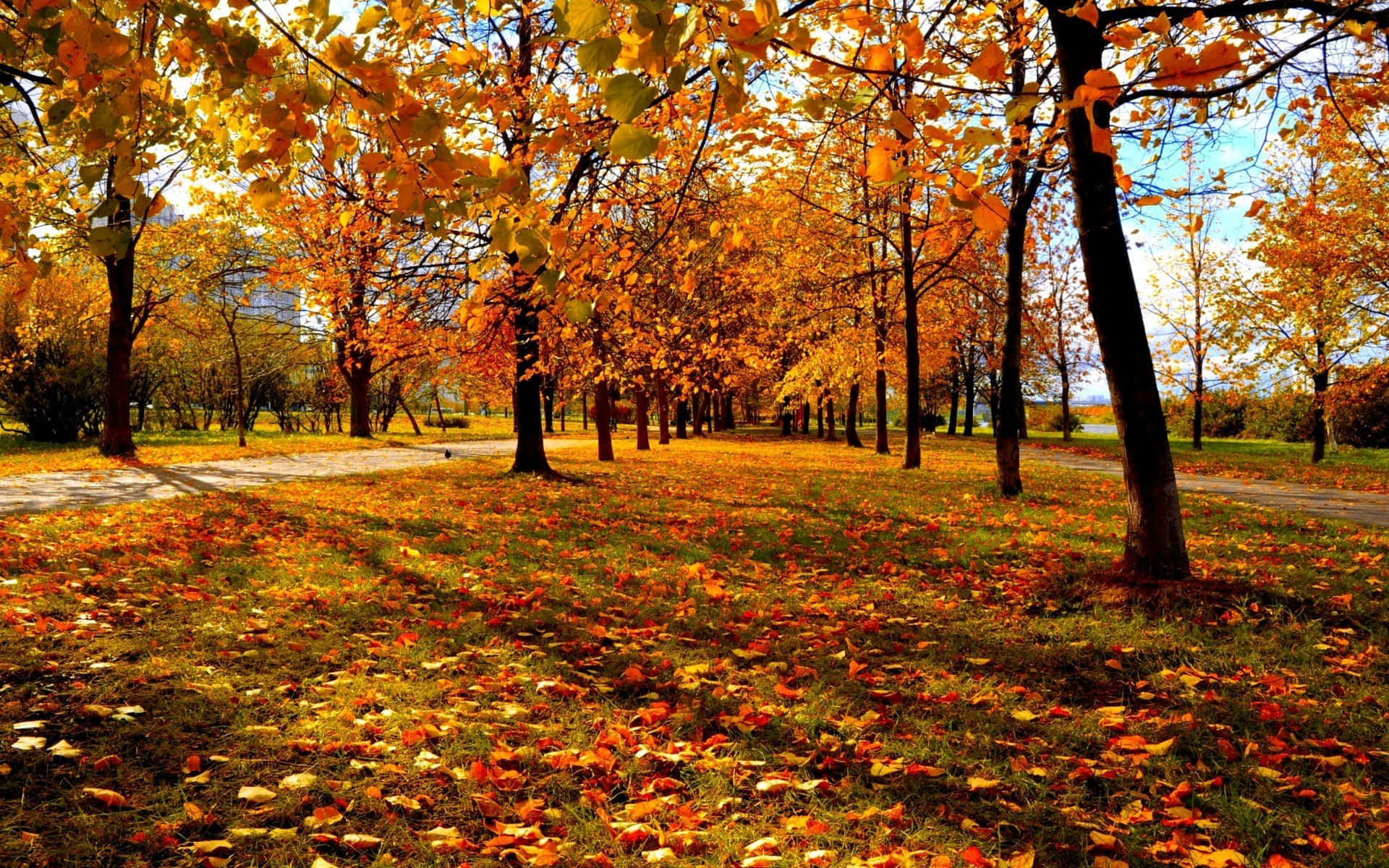 Fall Trees in Vibrant Colors Wallpaper