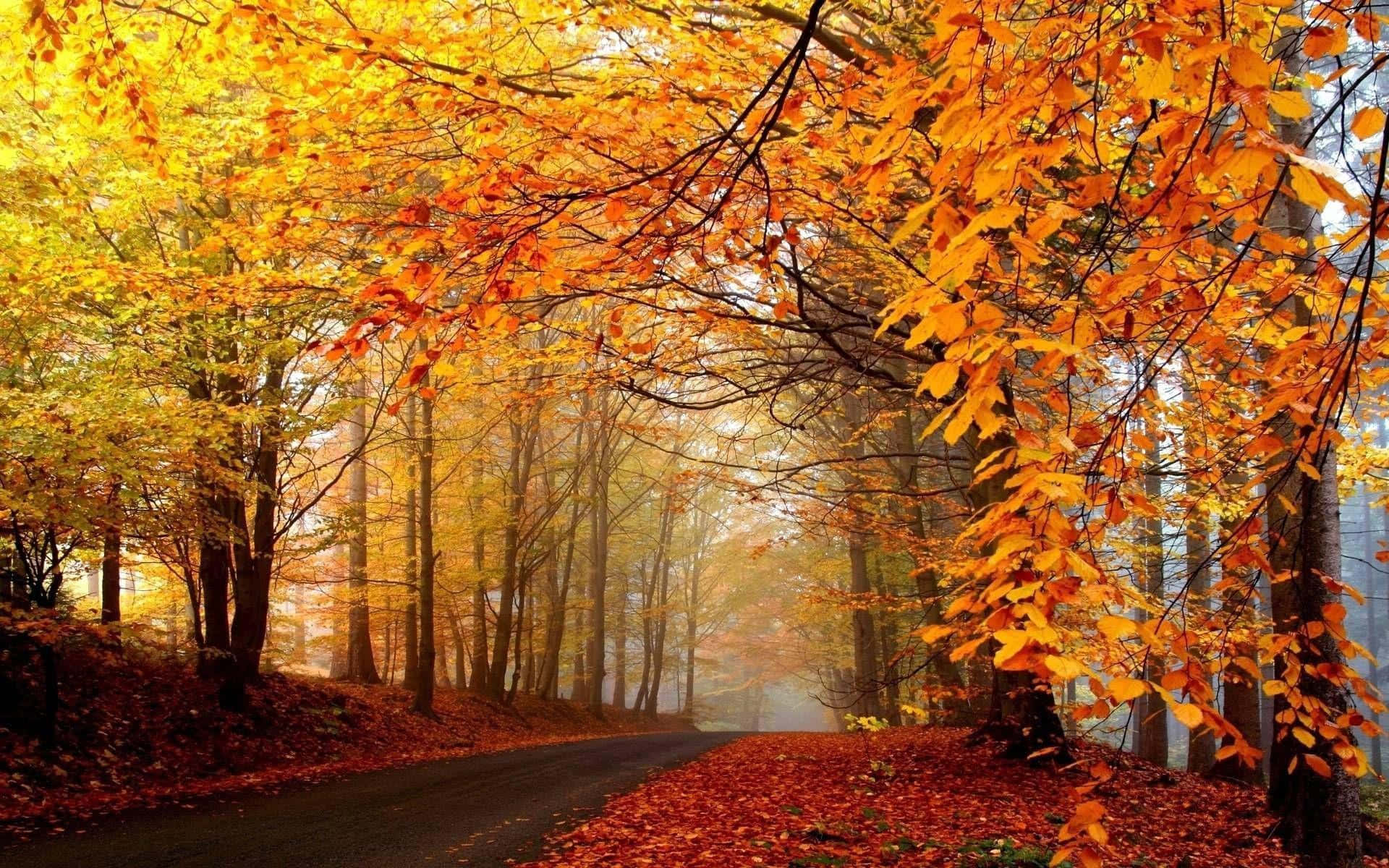 Captivating Fall Trees in their Autumn Glory Wallpaper
