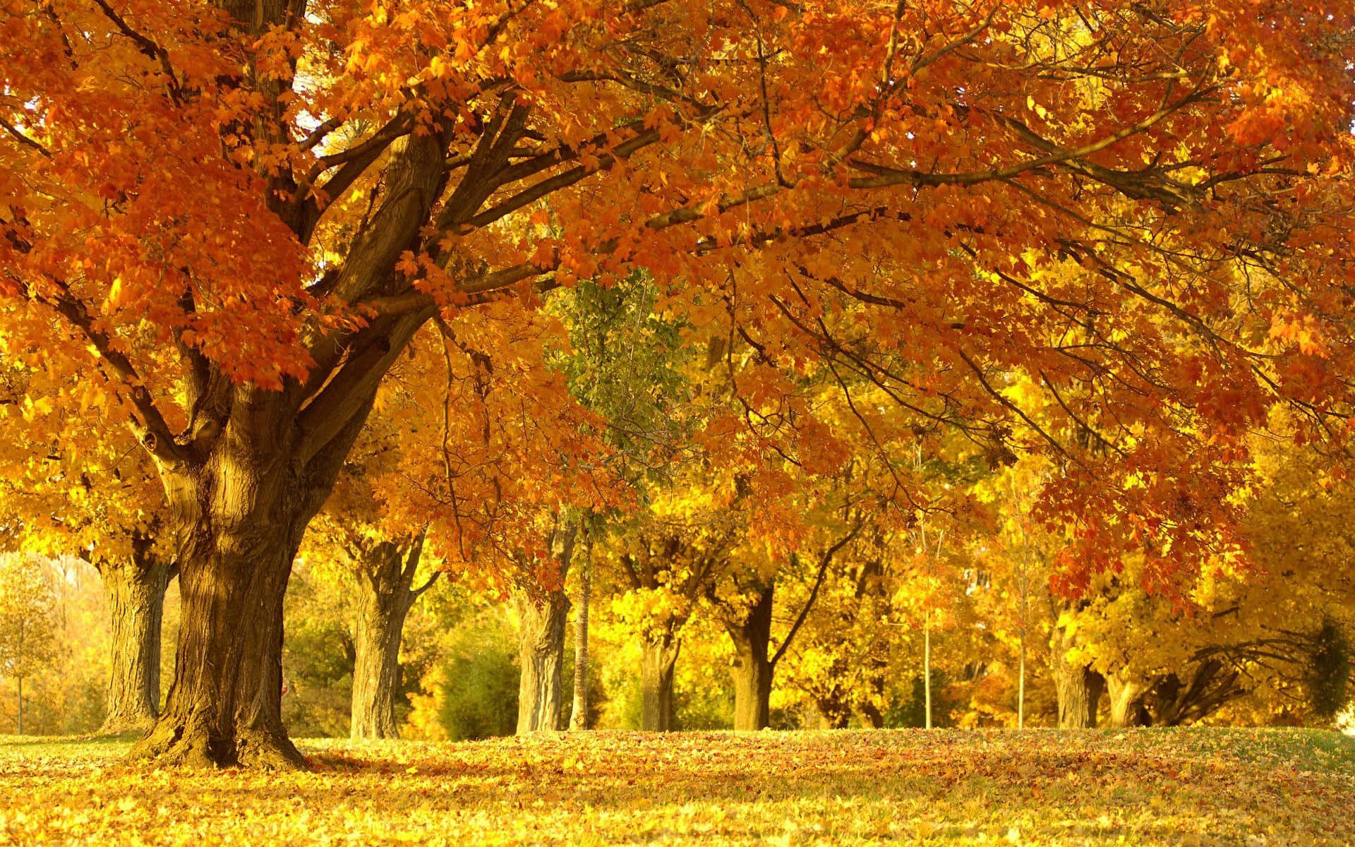 Stunning Fall Trees Display Vibrant Colors Against Clear Sky Wallpaper