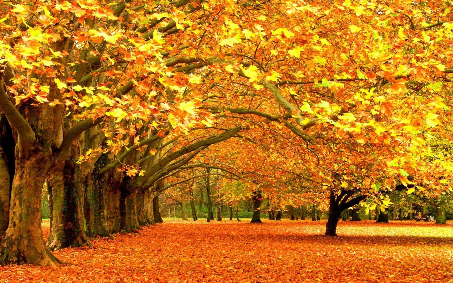 Vibrant Fall Trees in Full Display Wallpaper