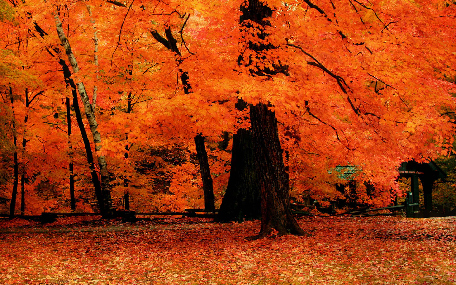 Stunning Fall Trees in Full Color Wallpaper