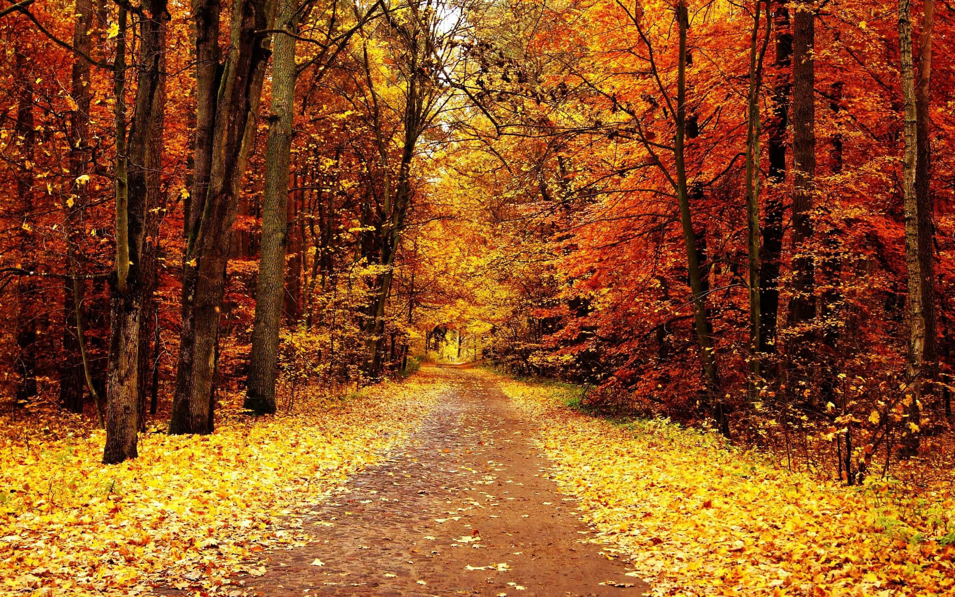 Fall Trees Scenic Landscape Wallpaper