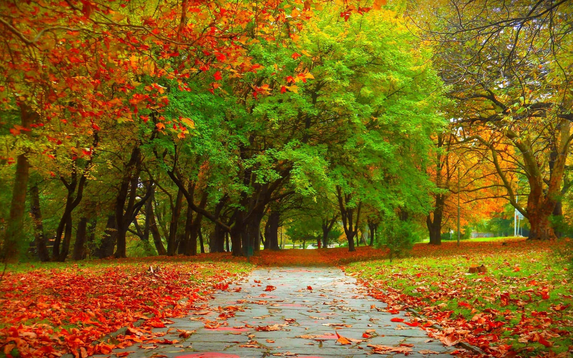 Spectacular Fall Trees with Colorful Leaves Wallpaper