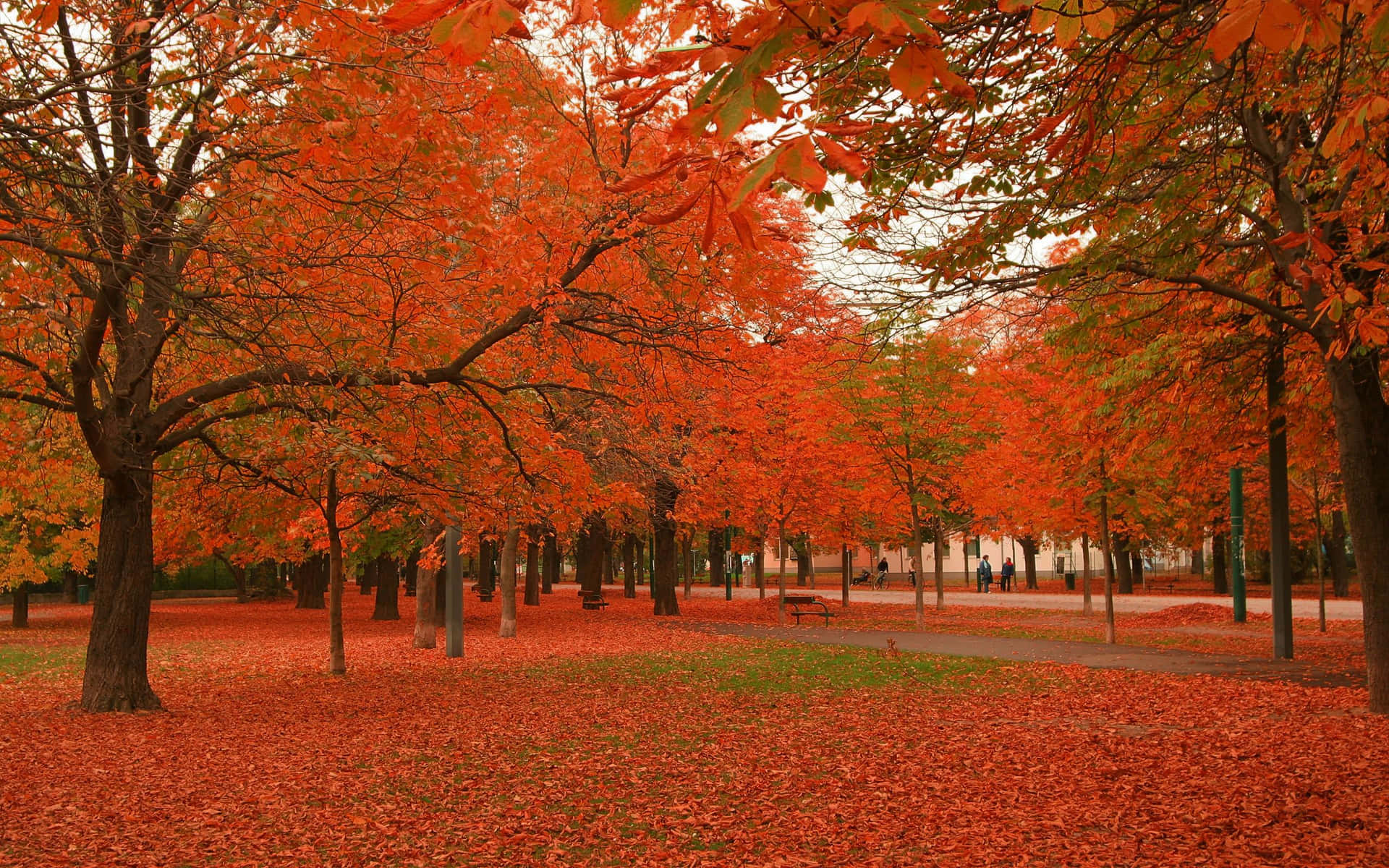 Vibrant Fall Trees in Full Splendor Wallpaper