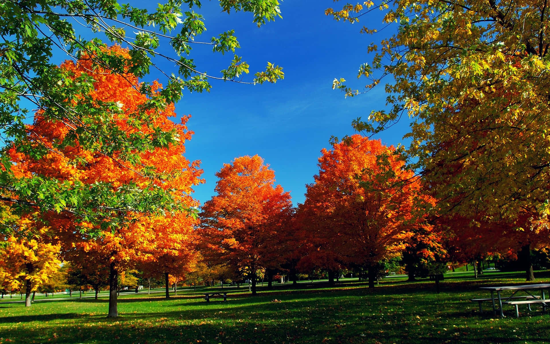 Vibrant Fall Trees Covering a Serene Landscape Wallpaper