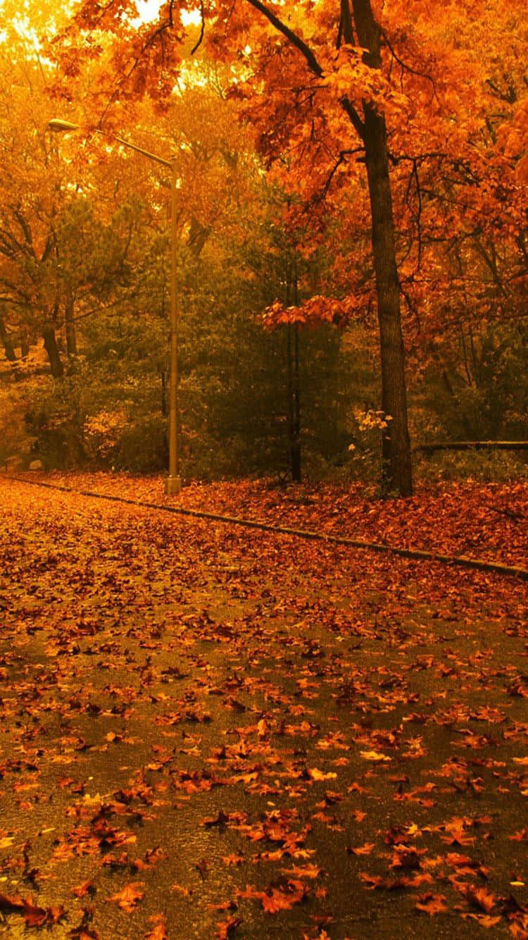 [100+] Fall Trees Wallpapers | Wallpapers.com