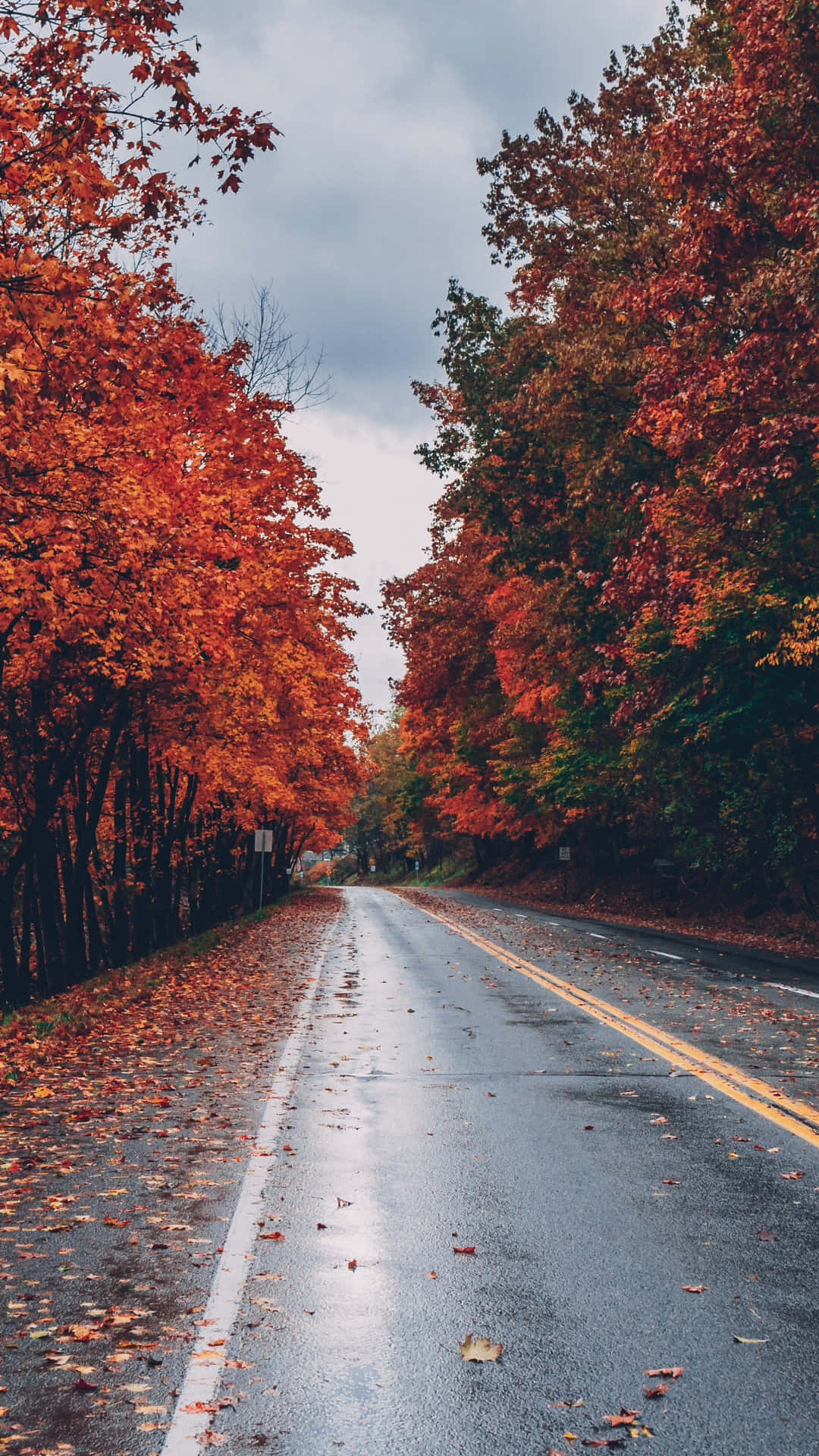 Fall Tumblr Road Lined With Trees Wallpaper
