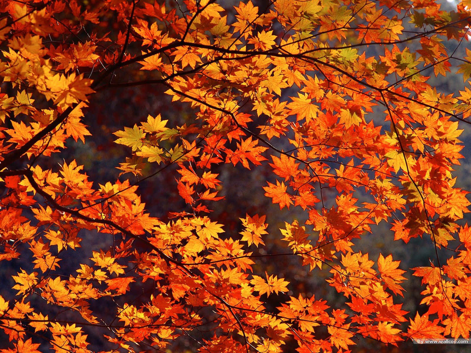 Welcome the beauty of fall with this wonderful autumnal scenery. Wallpaper