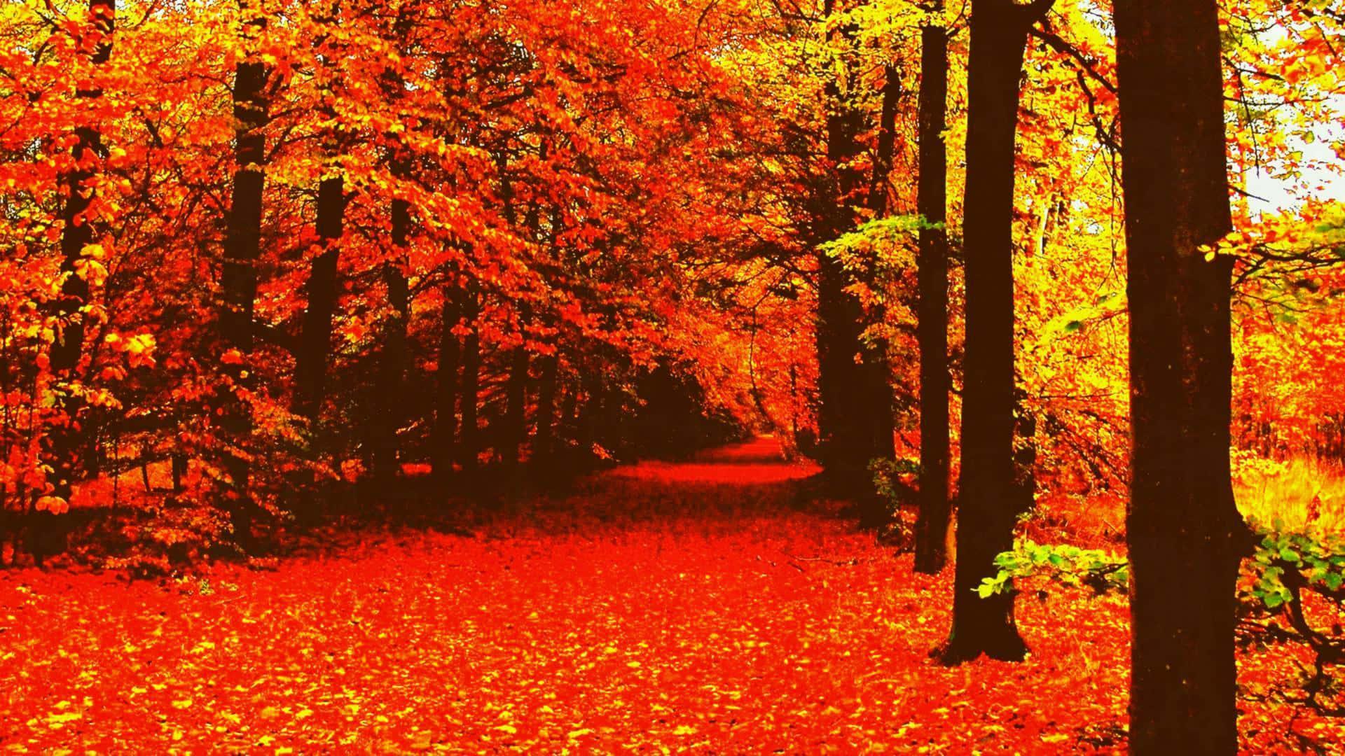 Herbsttumblr Rote Blätter Waldweg Wallpaper