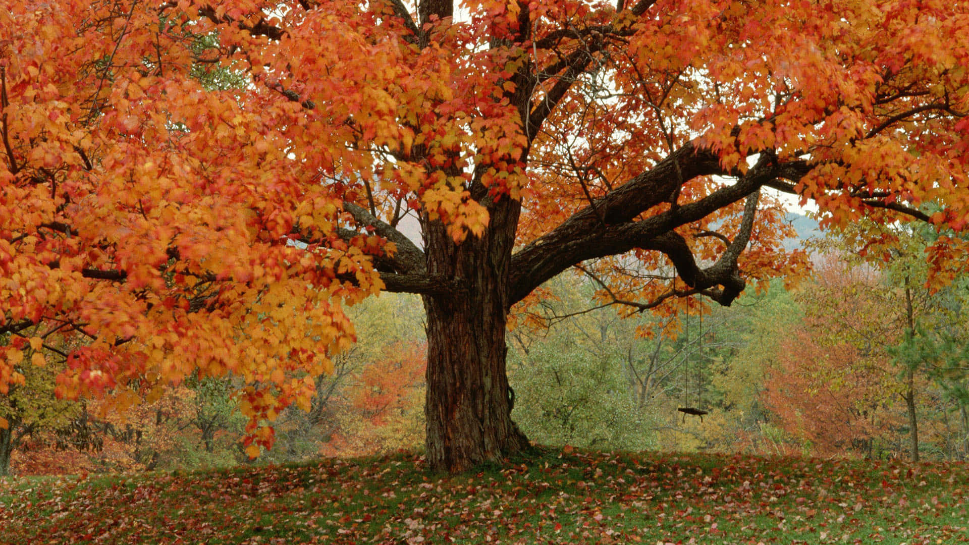 Herbsttumblr Großer Baum Mit Trockenen Blättern Wallpaper