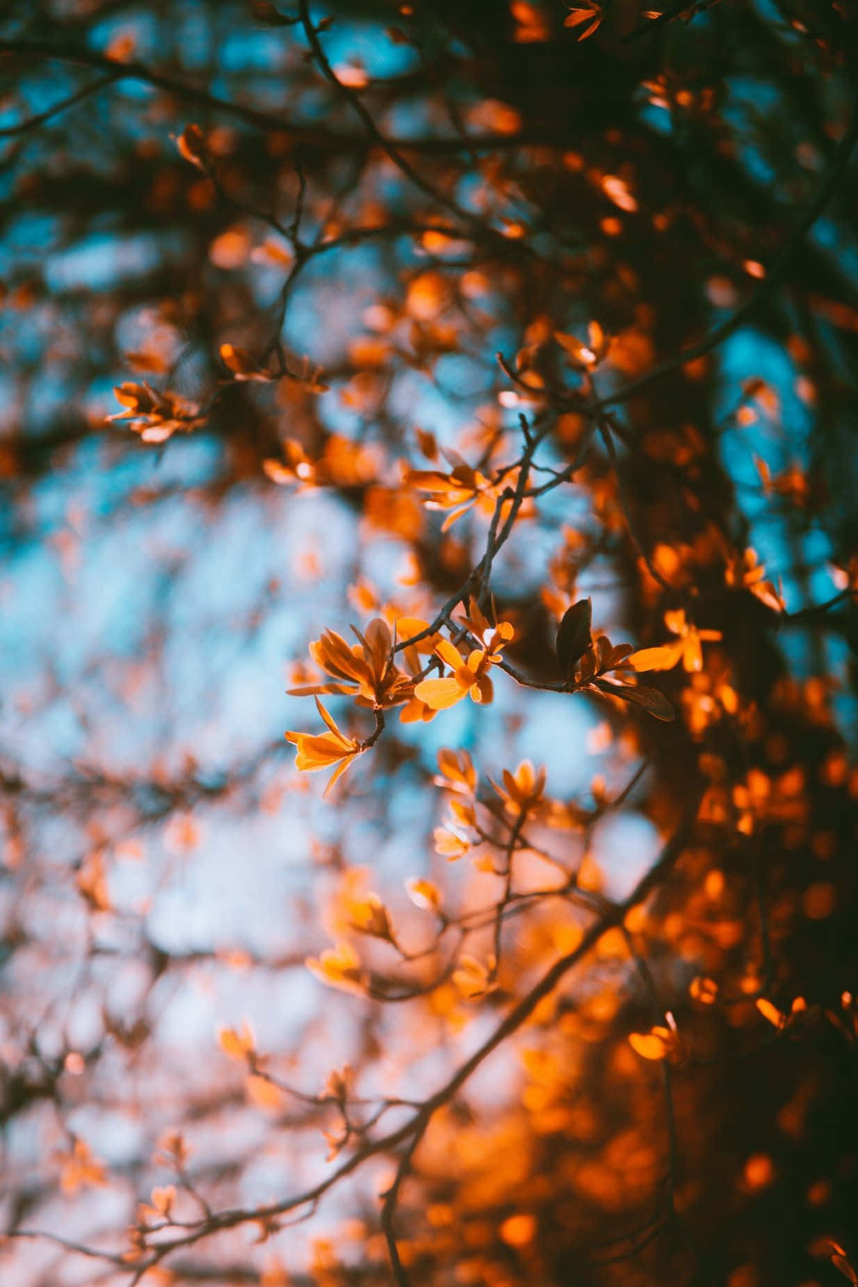 Fall Tumblr Brown Leaves On Branches Wallpaper