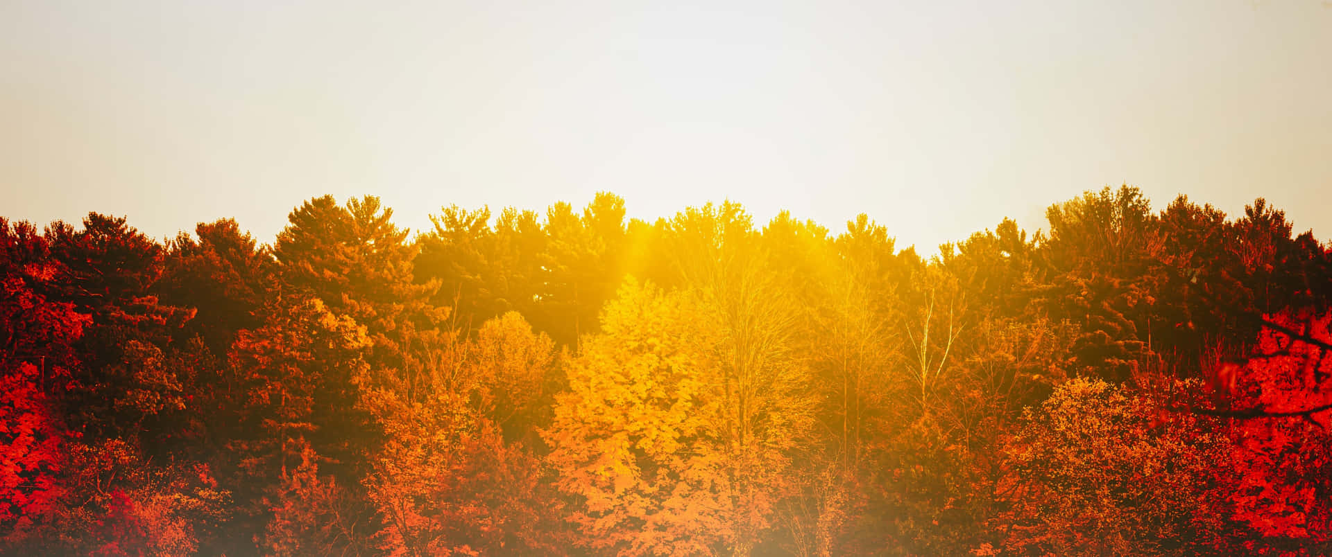 Otoñode Tumblr: Luz Solar Sobre Los Árboles. Fondo de pantalla