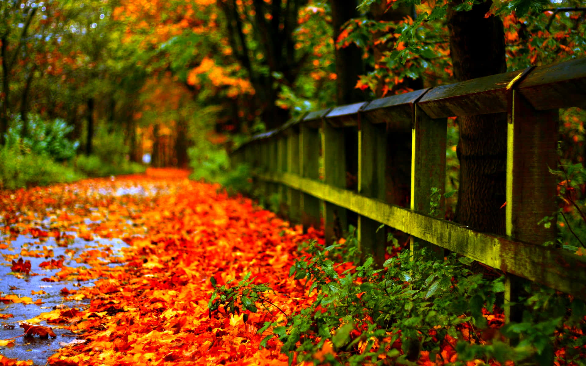 Herbsttumblr Holzzaun Mit Trockenen Blättern Wallpaper