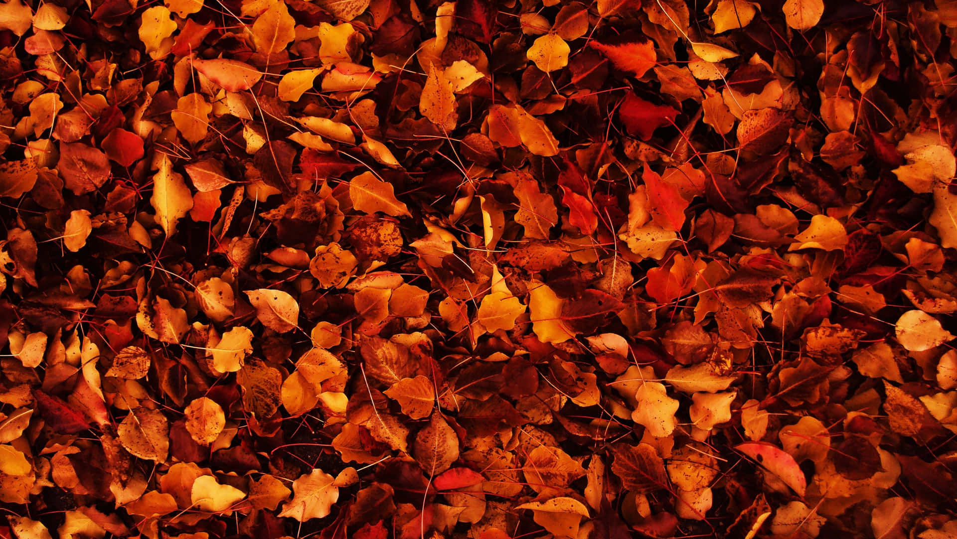 Waldboden Herbst Tumblr Wallpaper