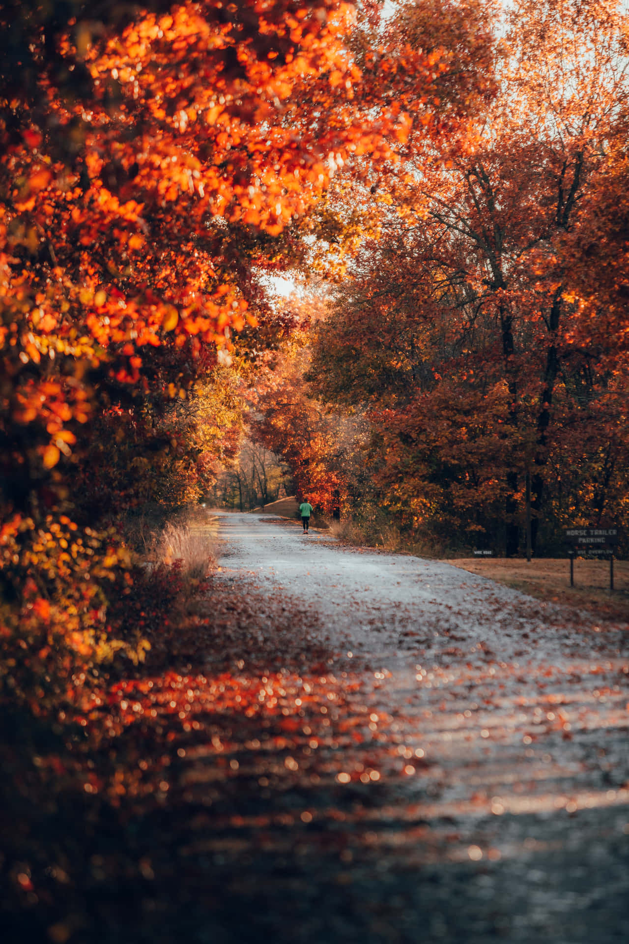 Herbsttumblr Reihe Von Bäumen Am Straßenrand Wallpaper