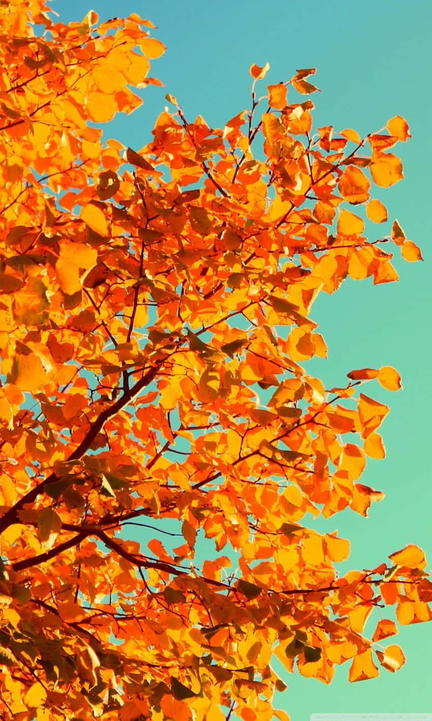 "Autumn Splendor" Wallpaper