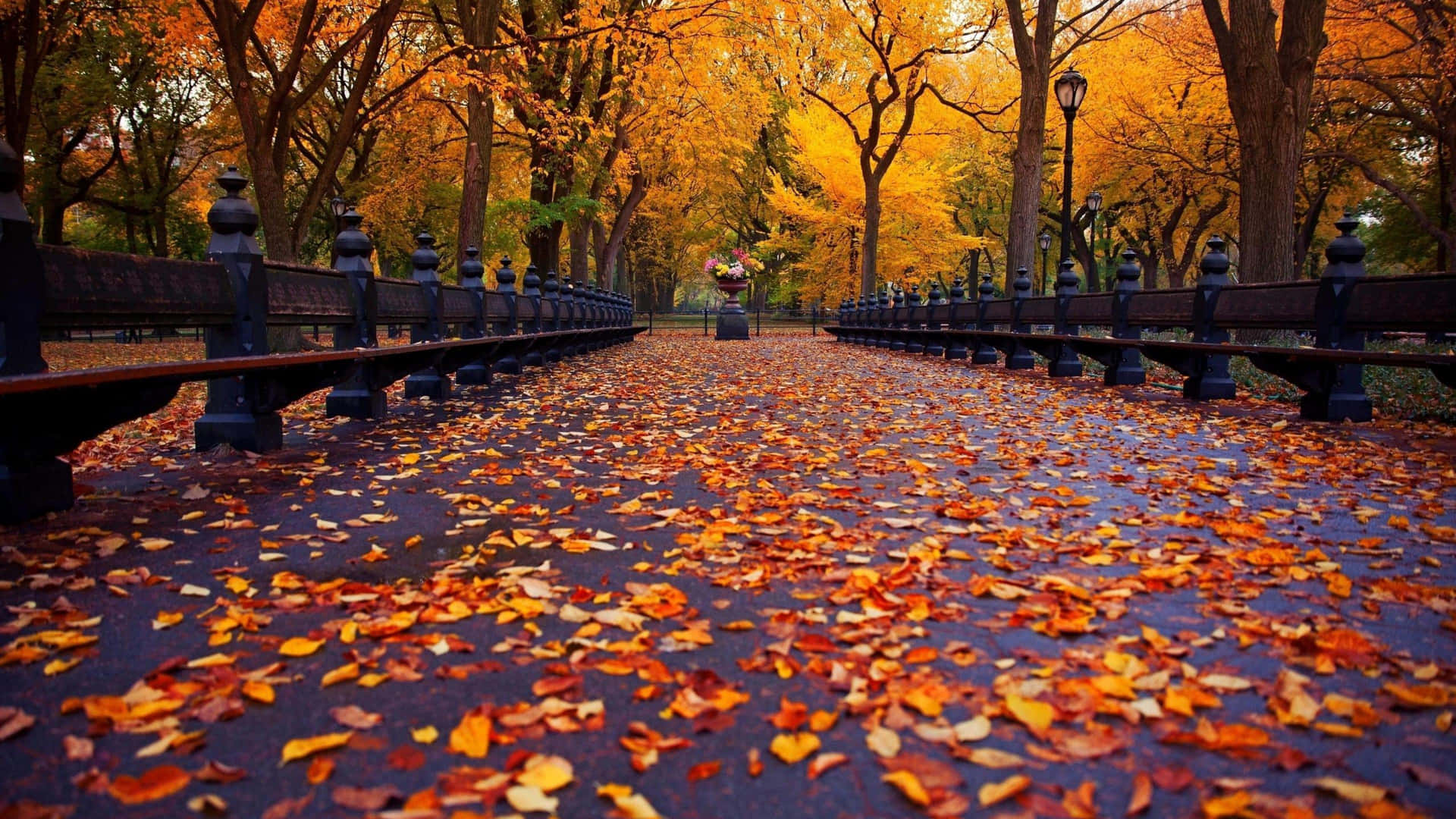 Fall Tumblr Park Path With Leaves Wallpaper
