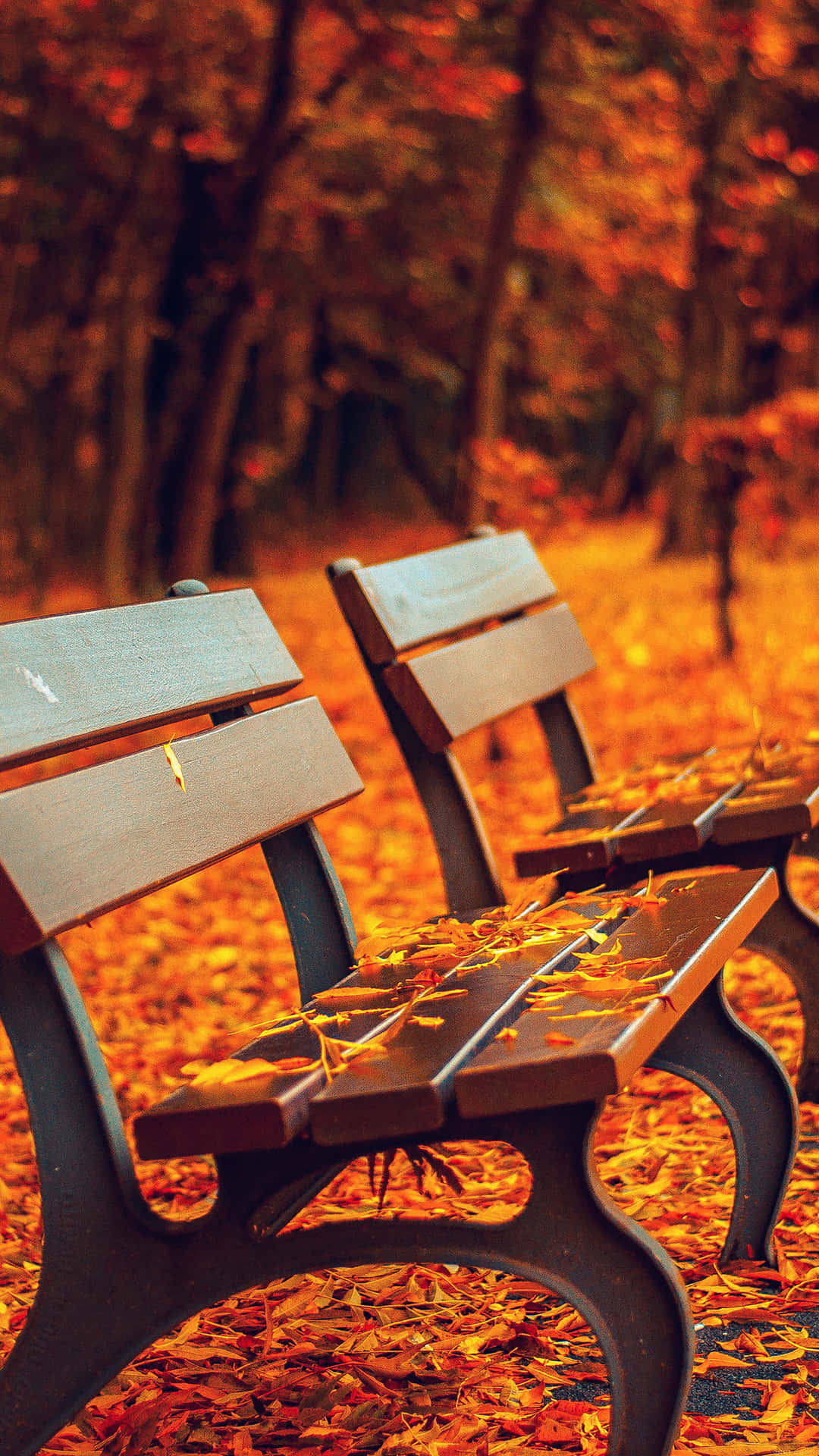Herbsttumblr-zwei Bänke Mit Blättern Wallpaper