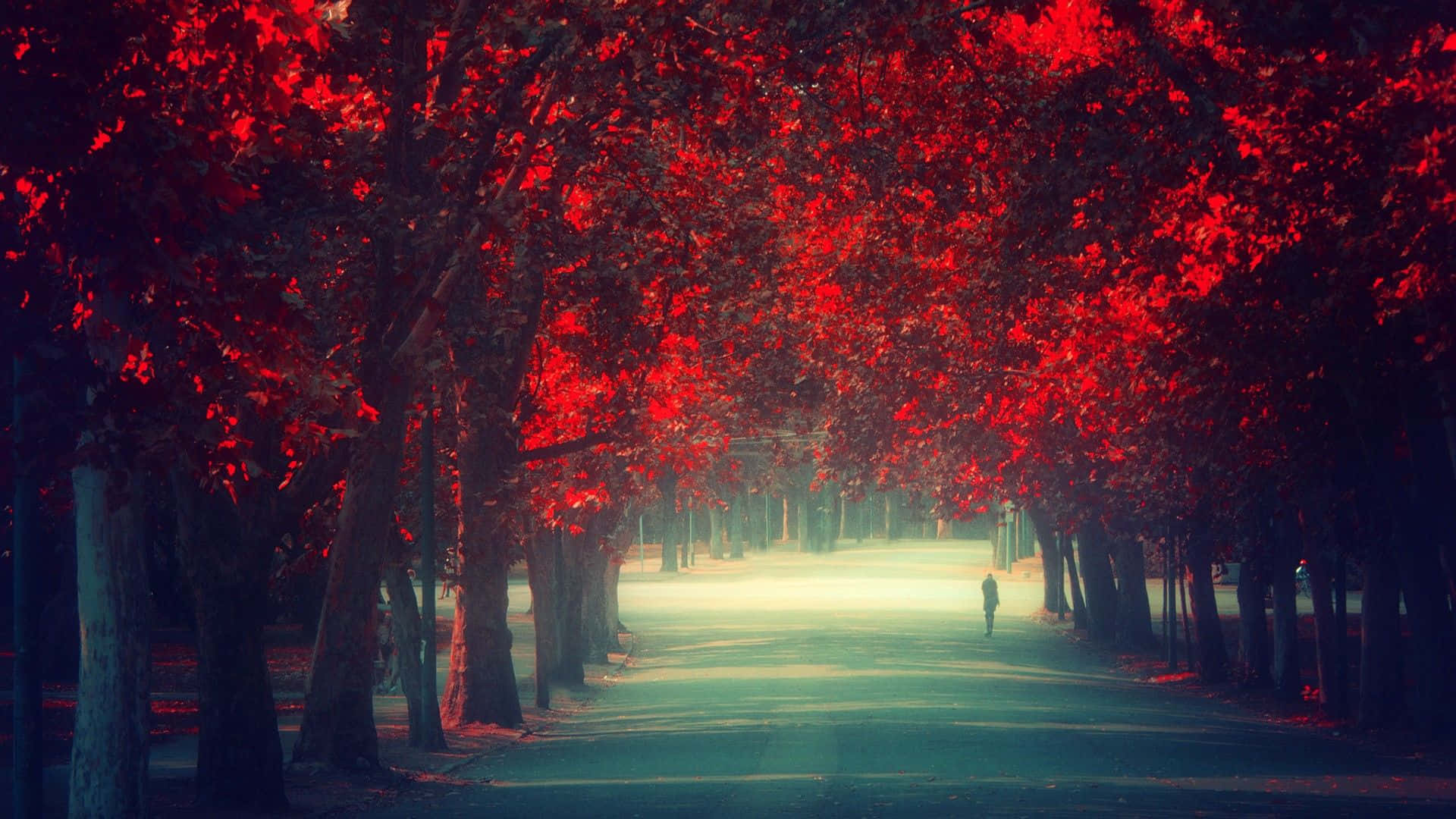 Herbsttumblr Rot-blättrige Bäume Wallpaper