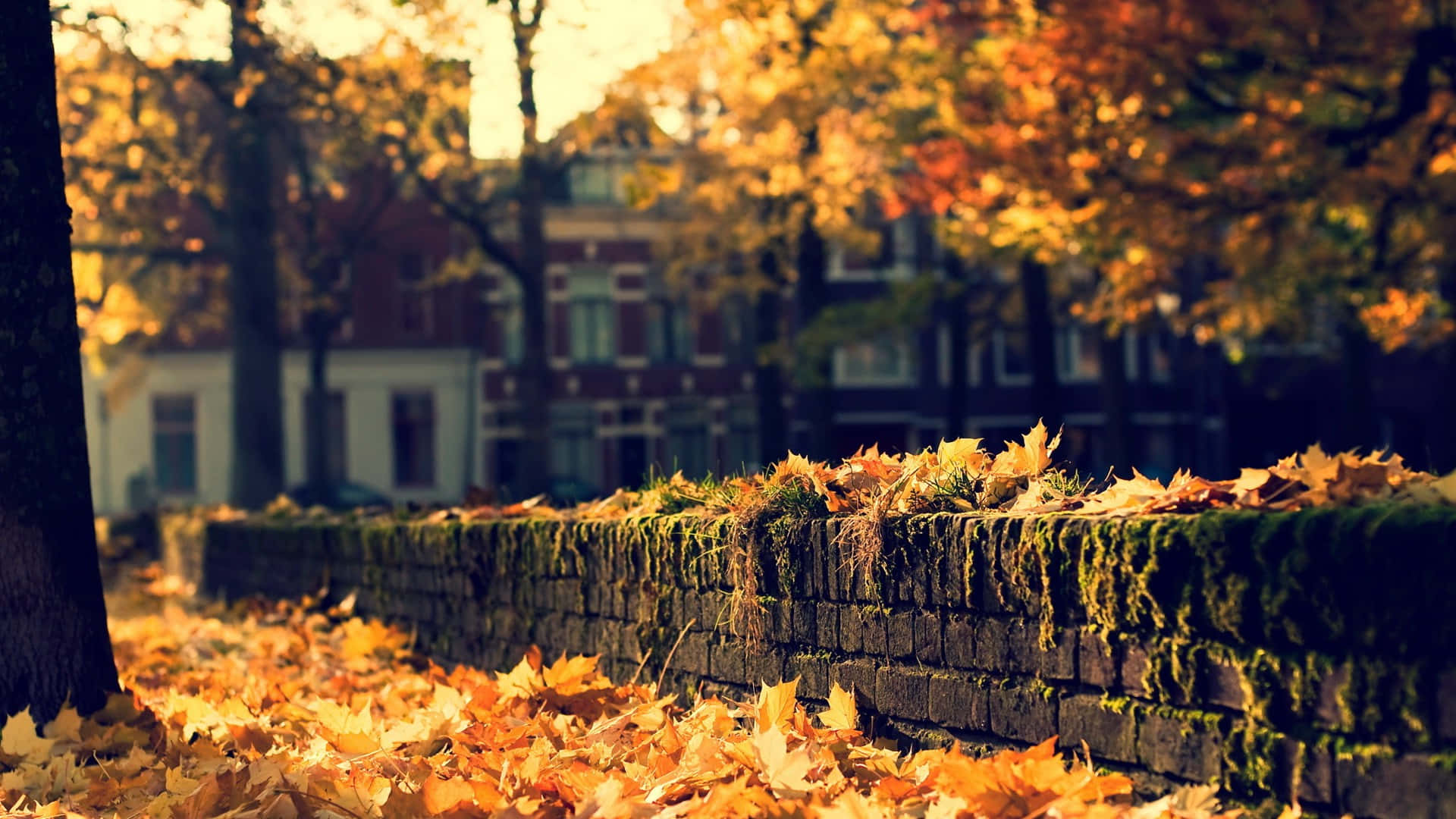 Herbsttumblr Trockene Blätter An Einer Ziegelwand Wallpaper