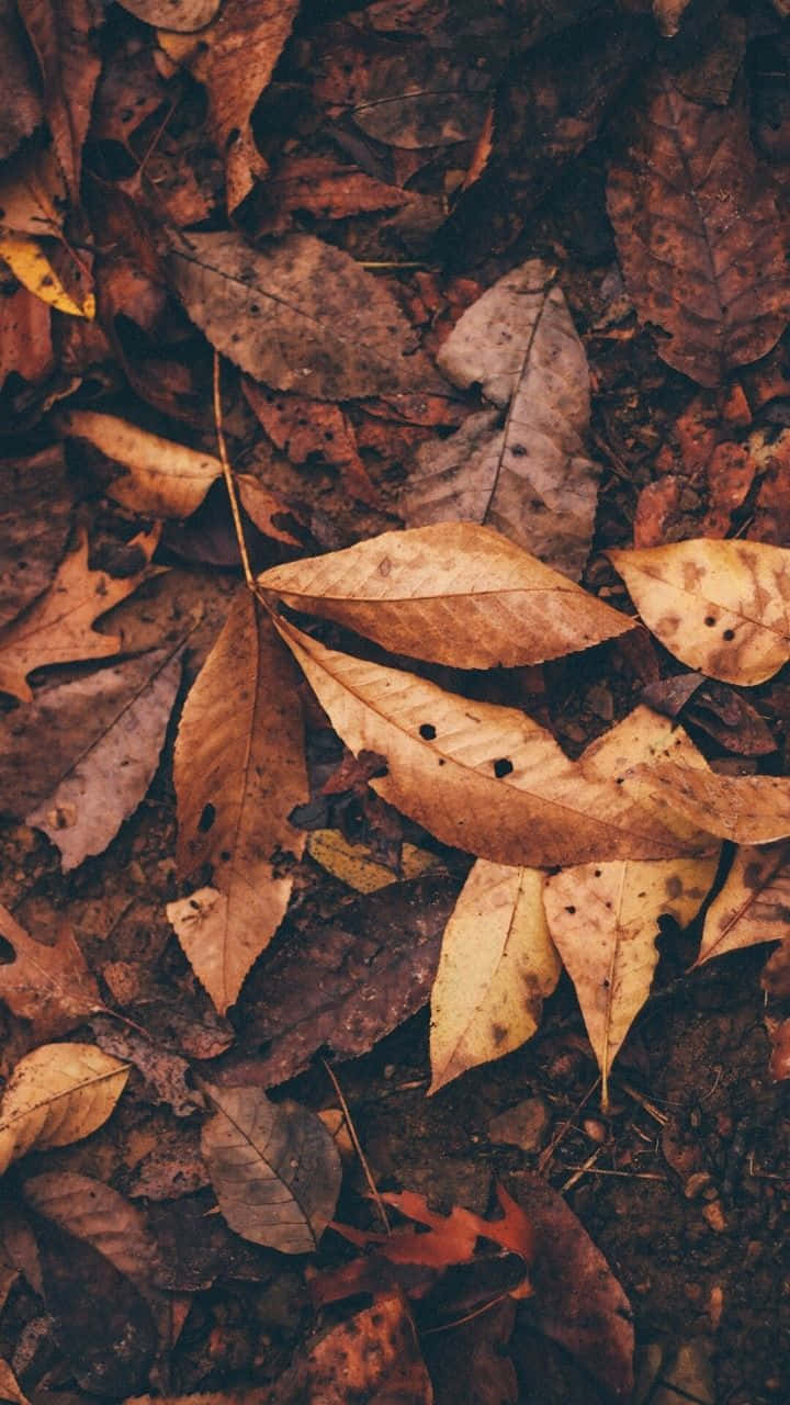 Herbsttumblr: Getrocknete Blätter Auf Dem Boden Wallpaper