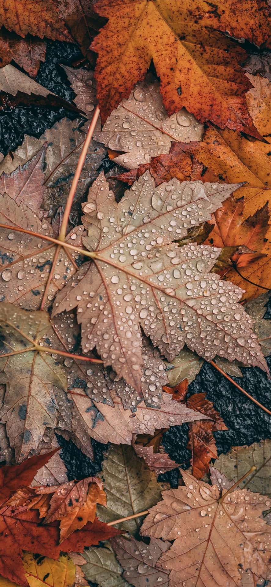 Herbsttumblr Wassertropfen In Vertrockneten Blättern Wallpaper