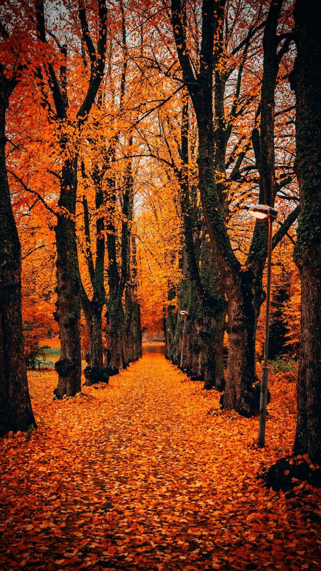 Fall Tumblr Path Of Trees Wallpaper
