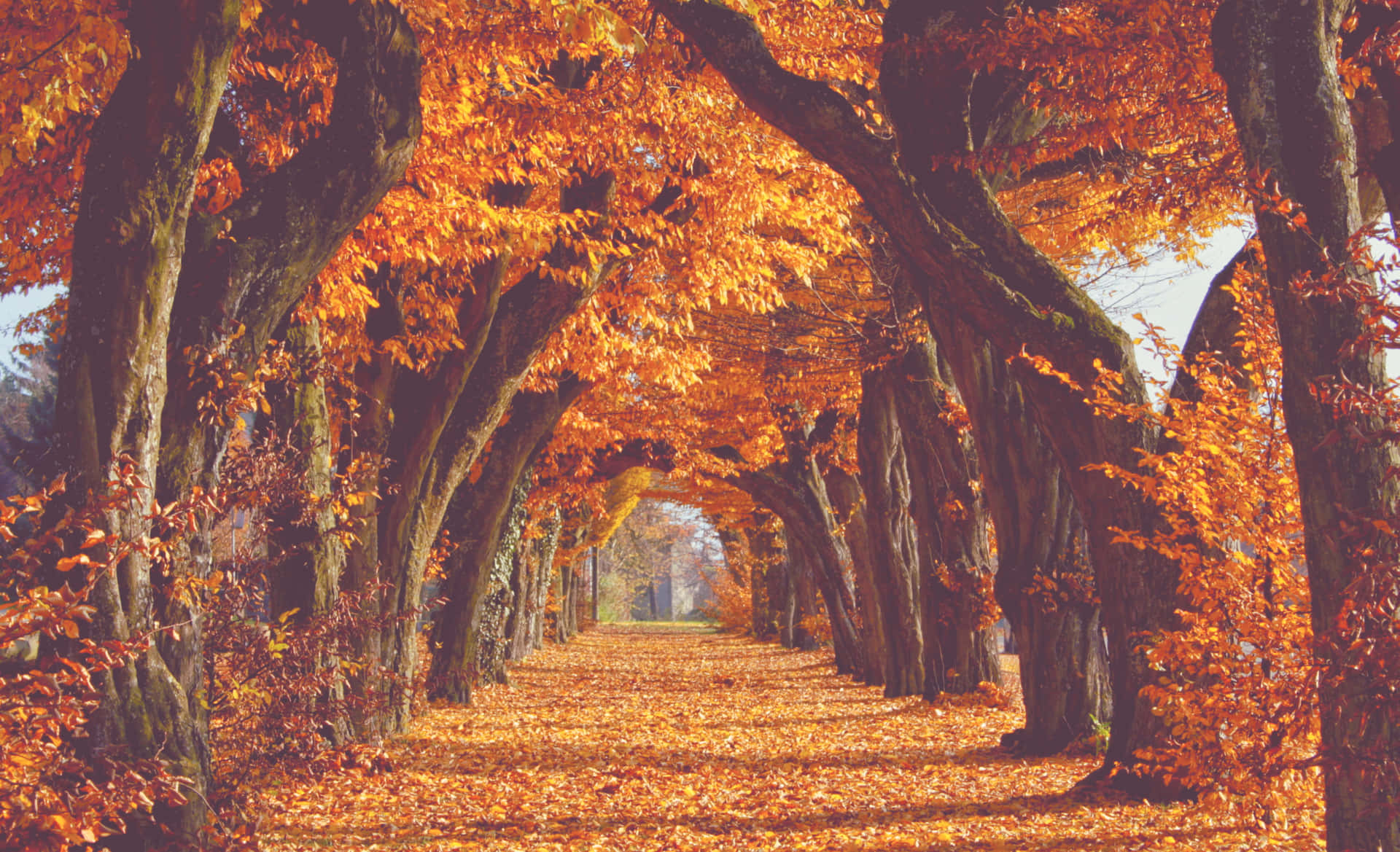 Fall Tumblr Park Pathway Wallpaper