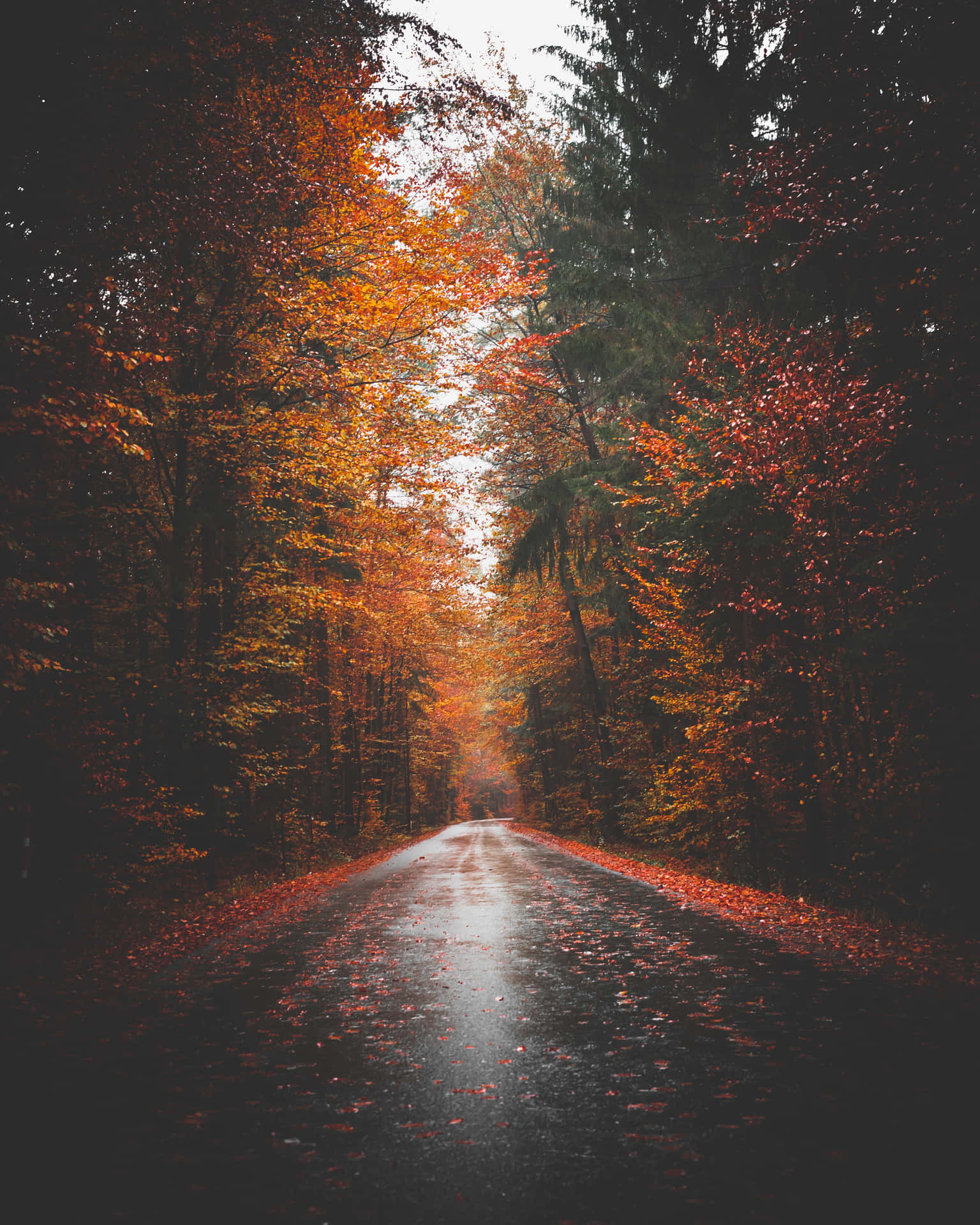 Fall Tumblr Wet Road With Fallen Leaves Wallpaper