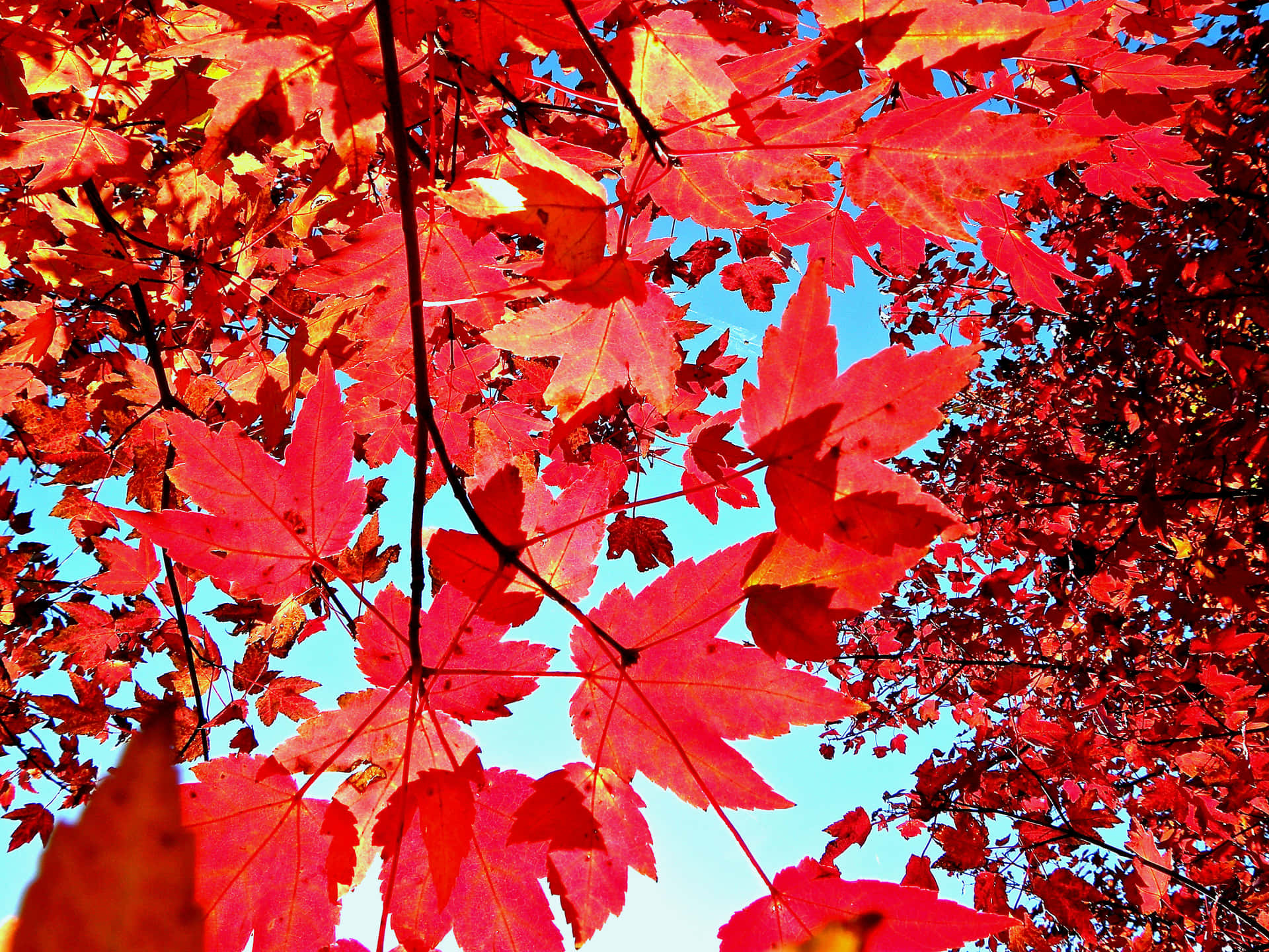 Red Leaves Fall Tumblr Wallpaper