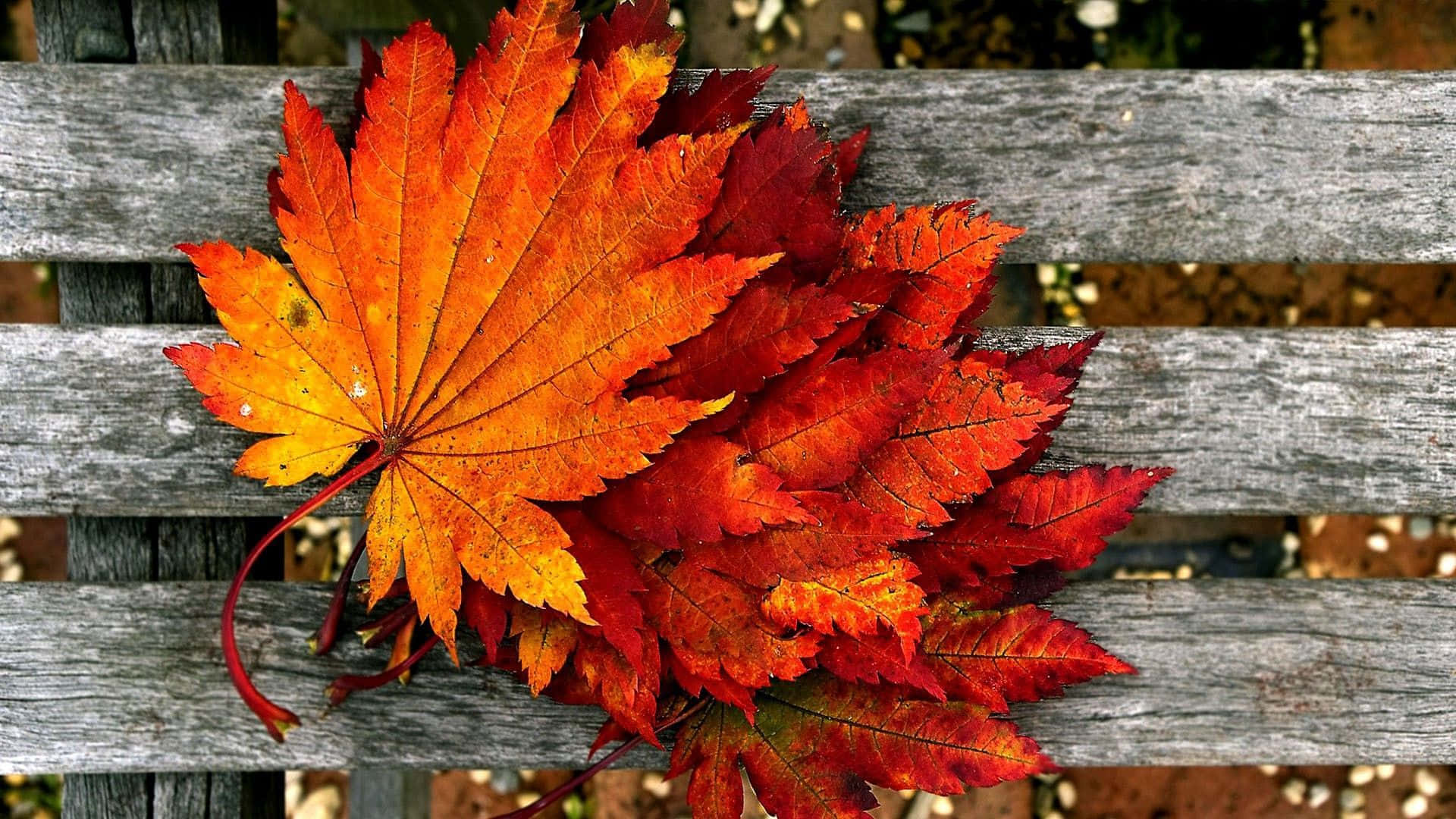 Herbsttumblr Gefallene Blätter Auf Holzbank Wallpaper