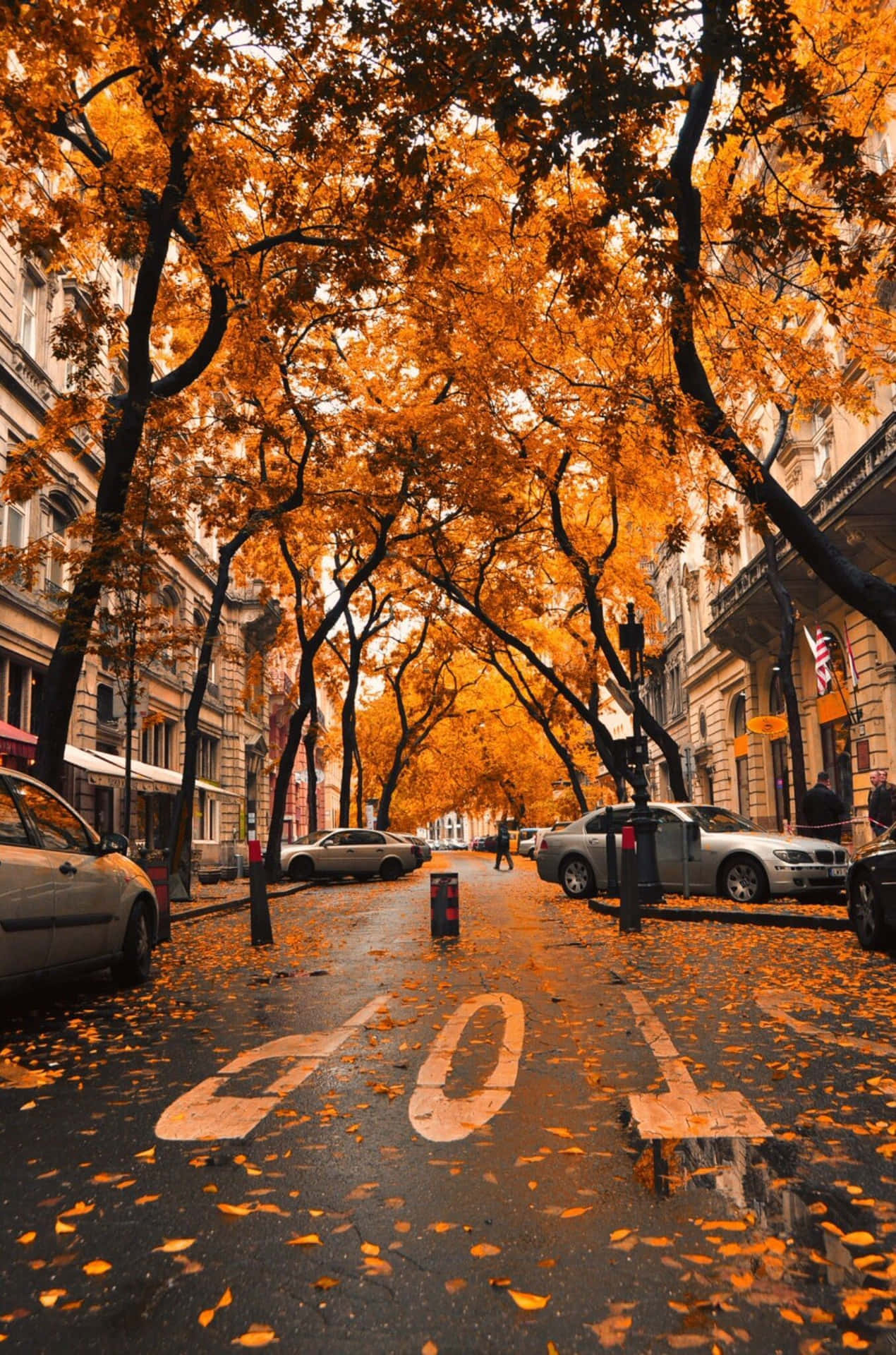 Herbstlichetumblr-baumblätter Auf Der Straße Wallpaper